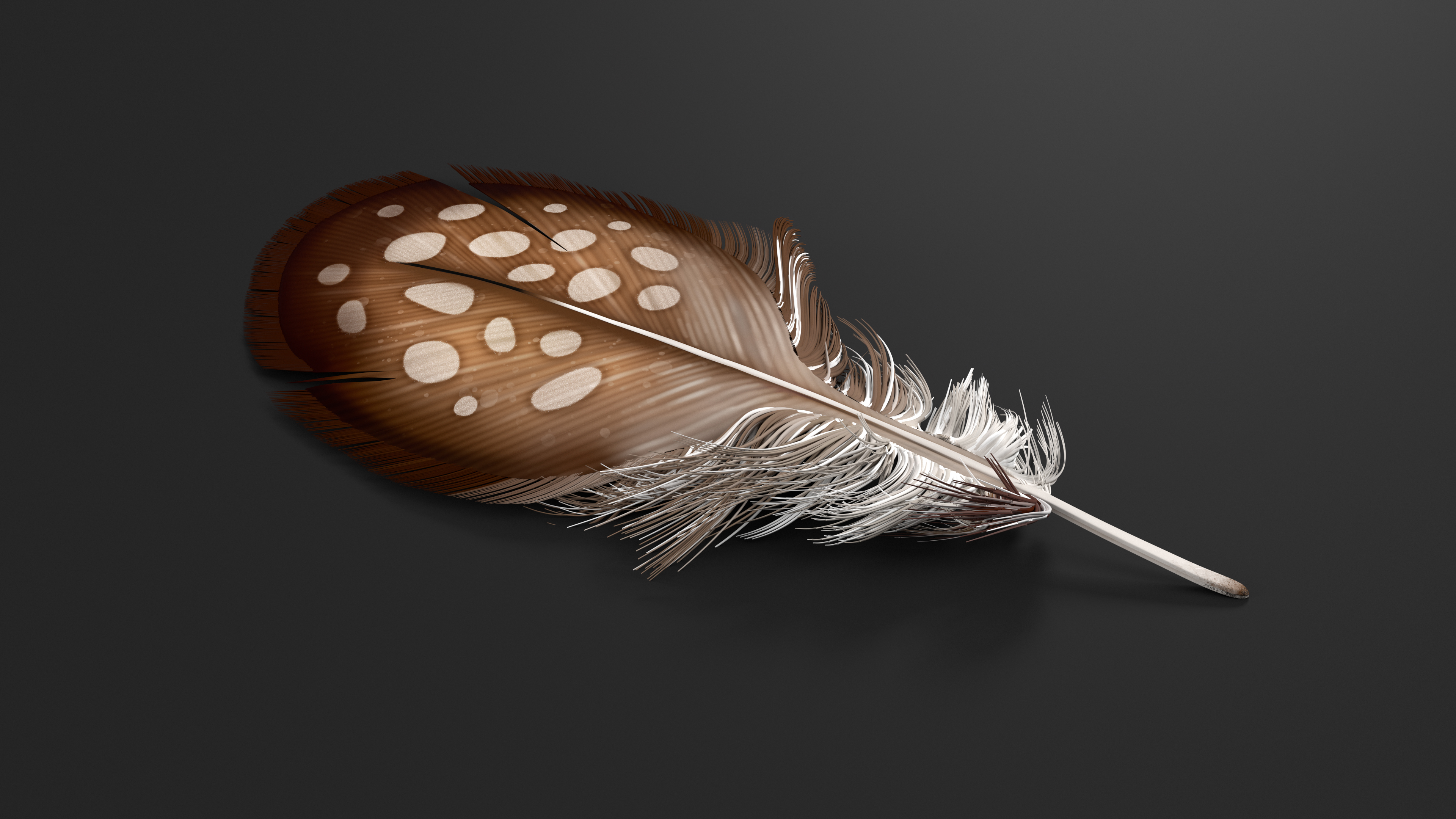 Helmeted Gvineafowl Feather 3D