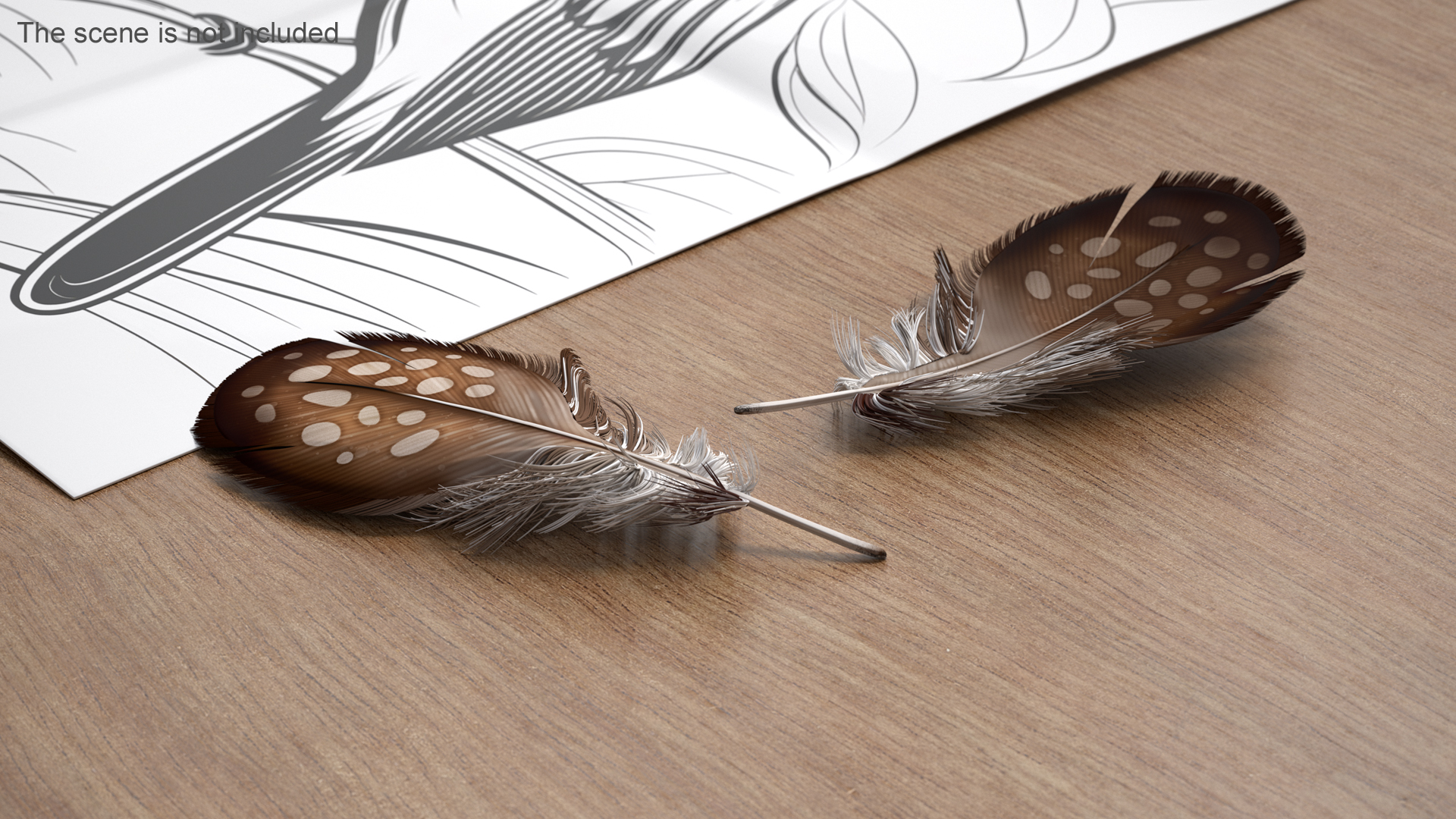 Helmeted Gvineafowl Feather 3D