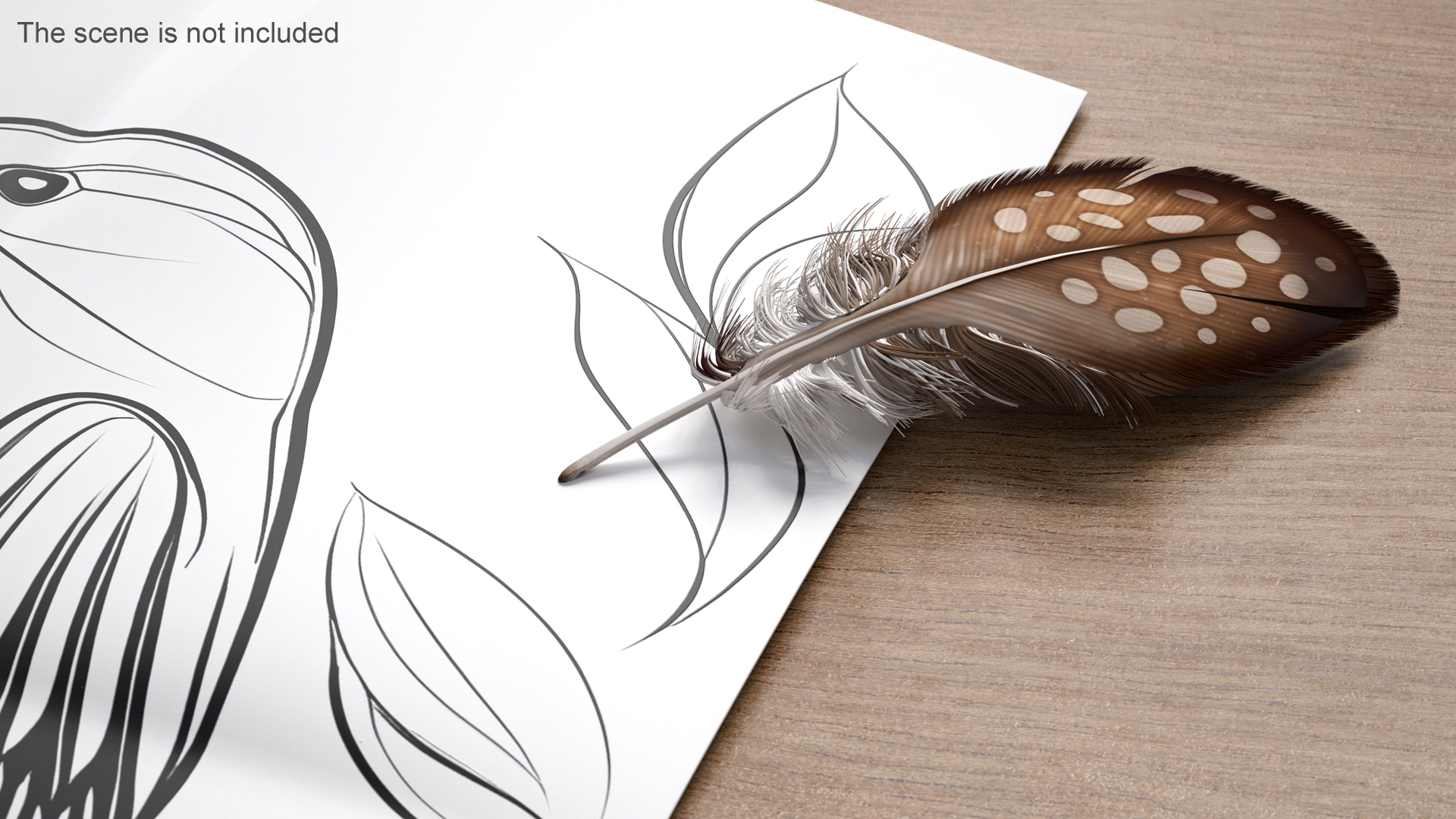 Helmeted Gvineafowl Feather 3D