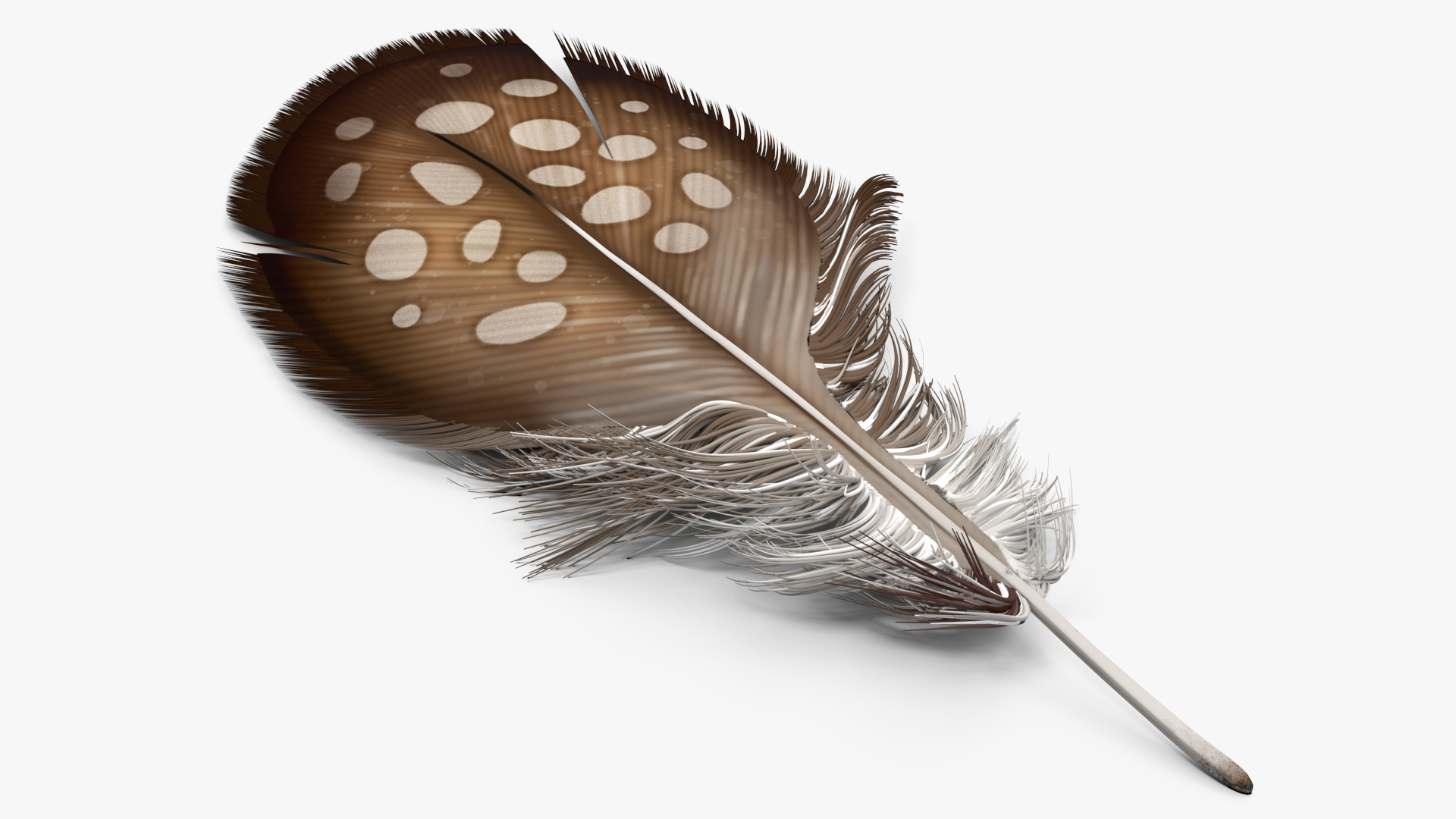 Helmeted Gvineafowl Feather 3D
