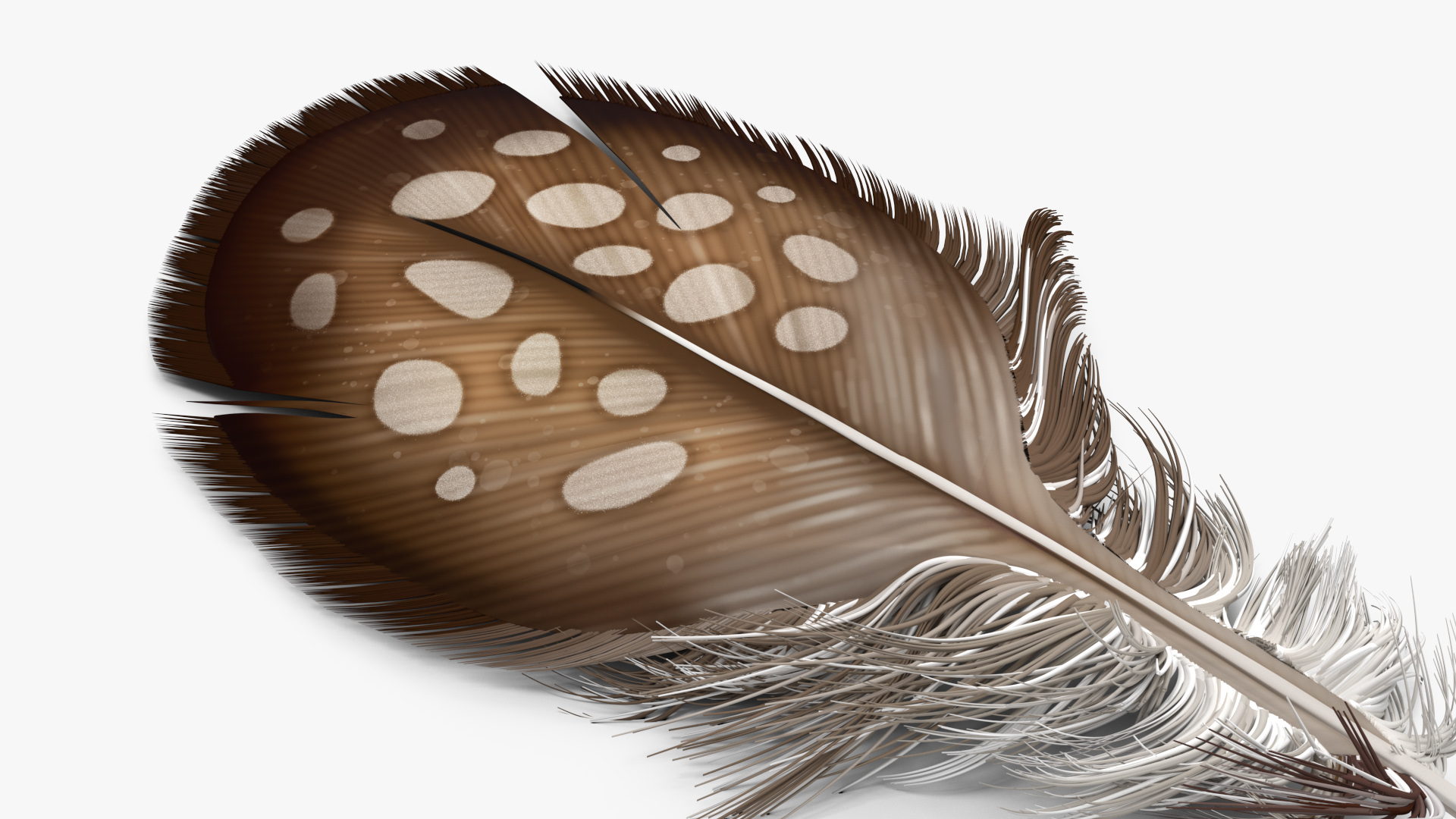 Helmeted Gvineafowl Feather 3D