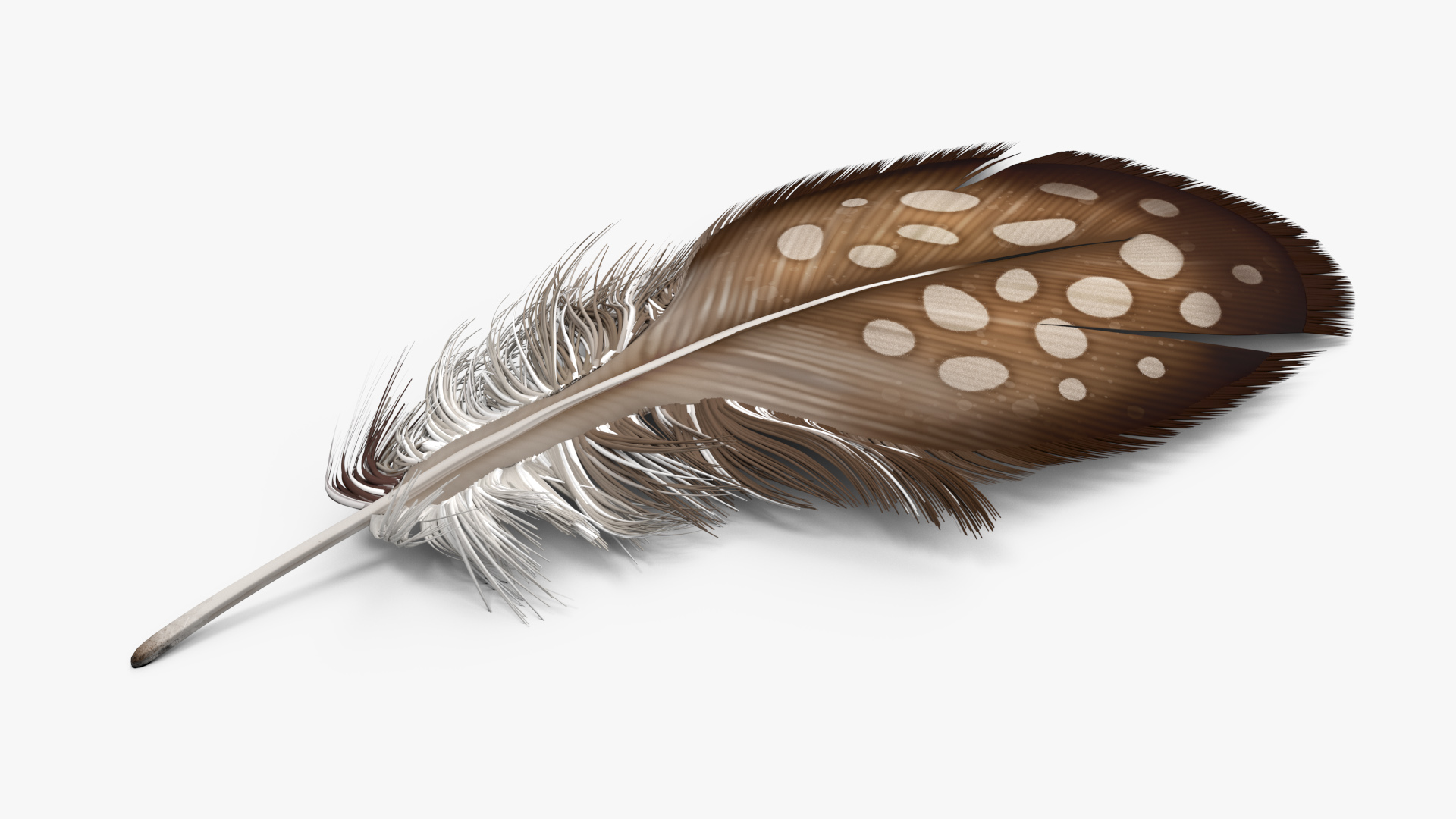 Helmeted Gvineafowl Feather 3D