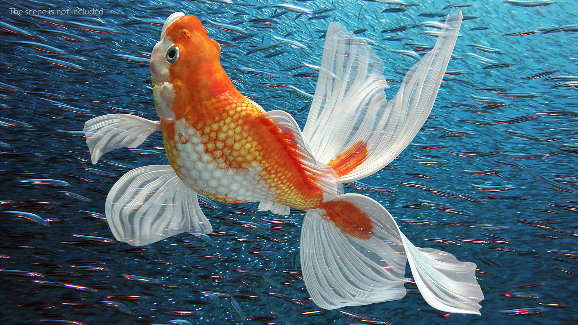 3D White Goldfish Aquarium Fish Swim model