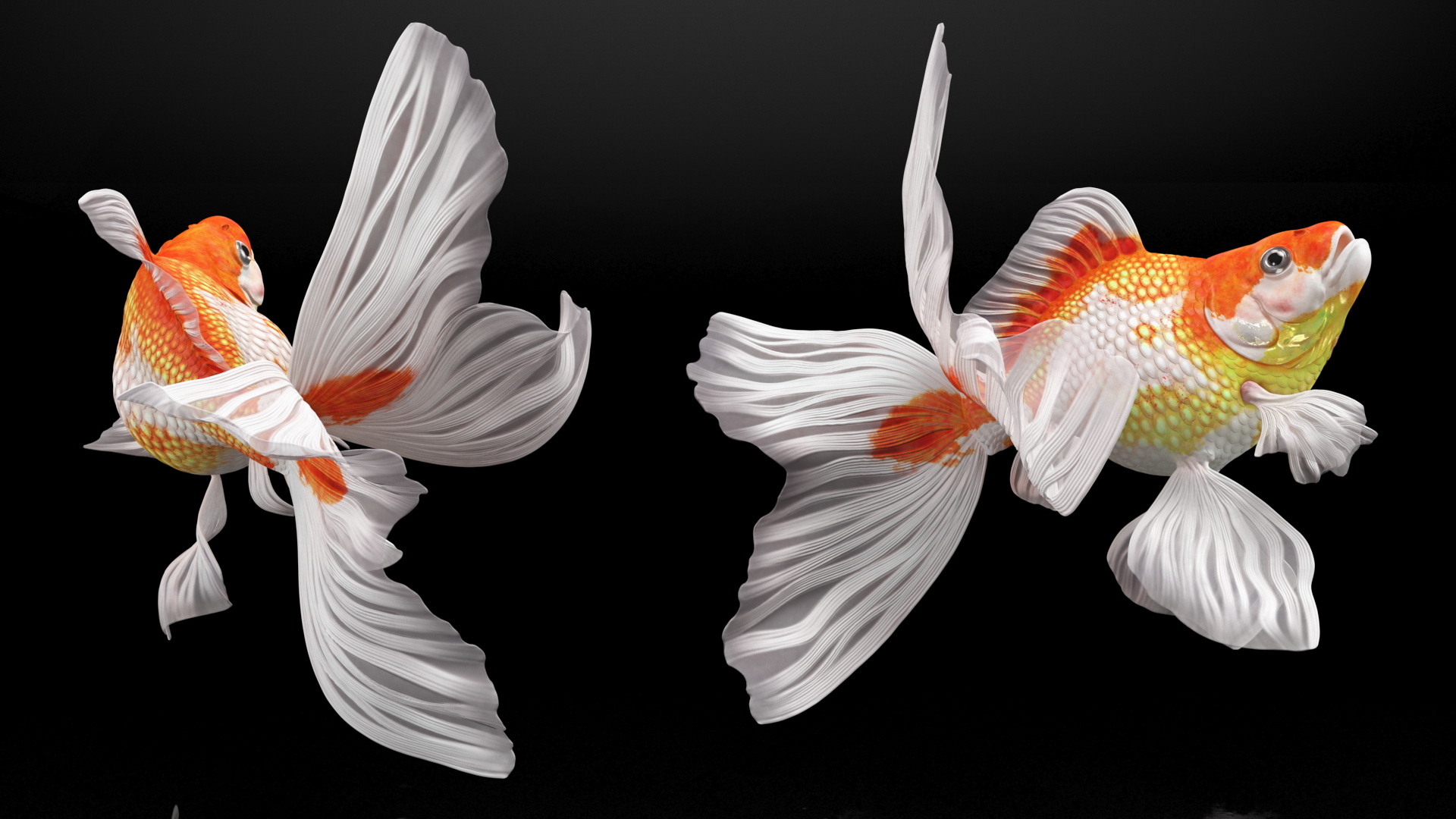 3D White Goldfish Aquarium Fish Swim model