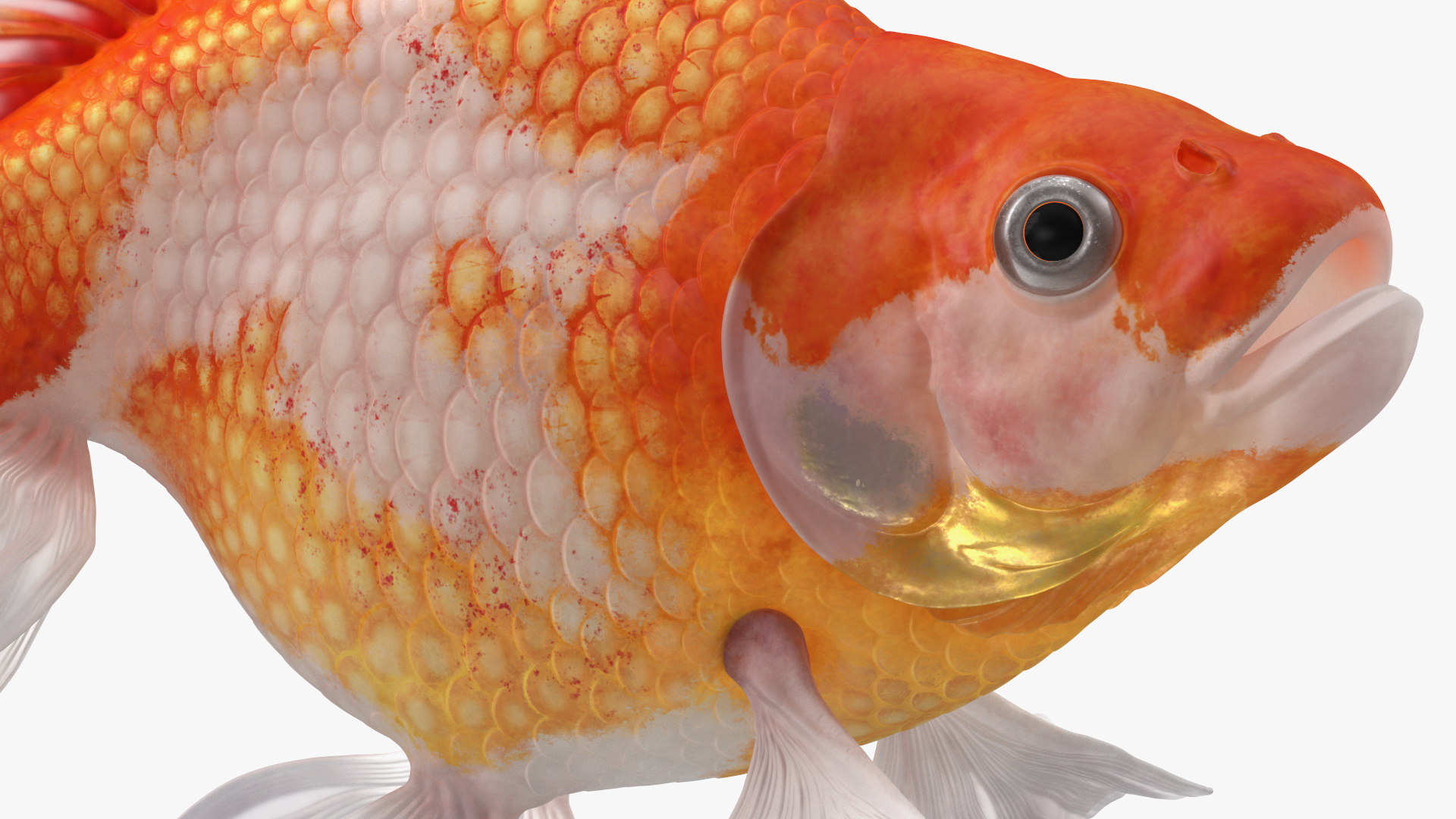 3D White Goldfish Aquarium Fish Swim model