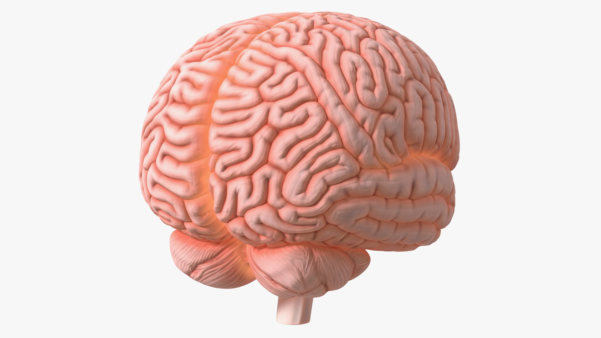 3D Human Brain Plastic Model with Light