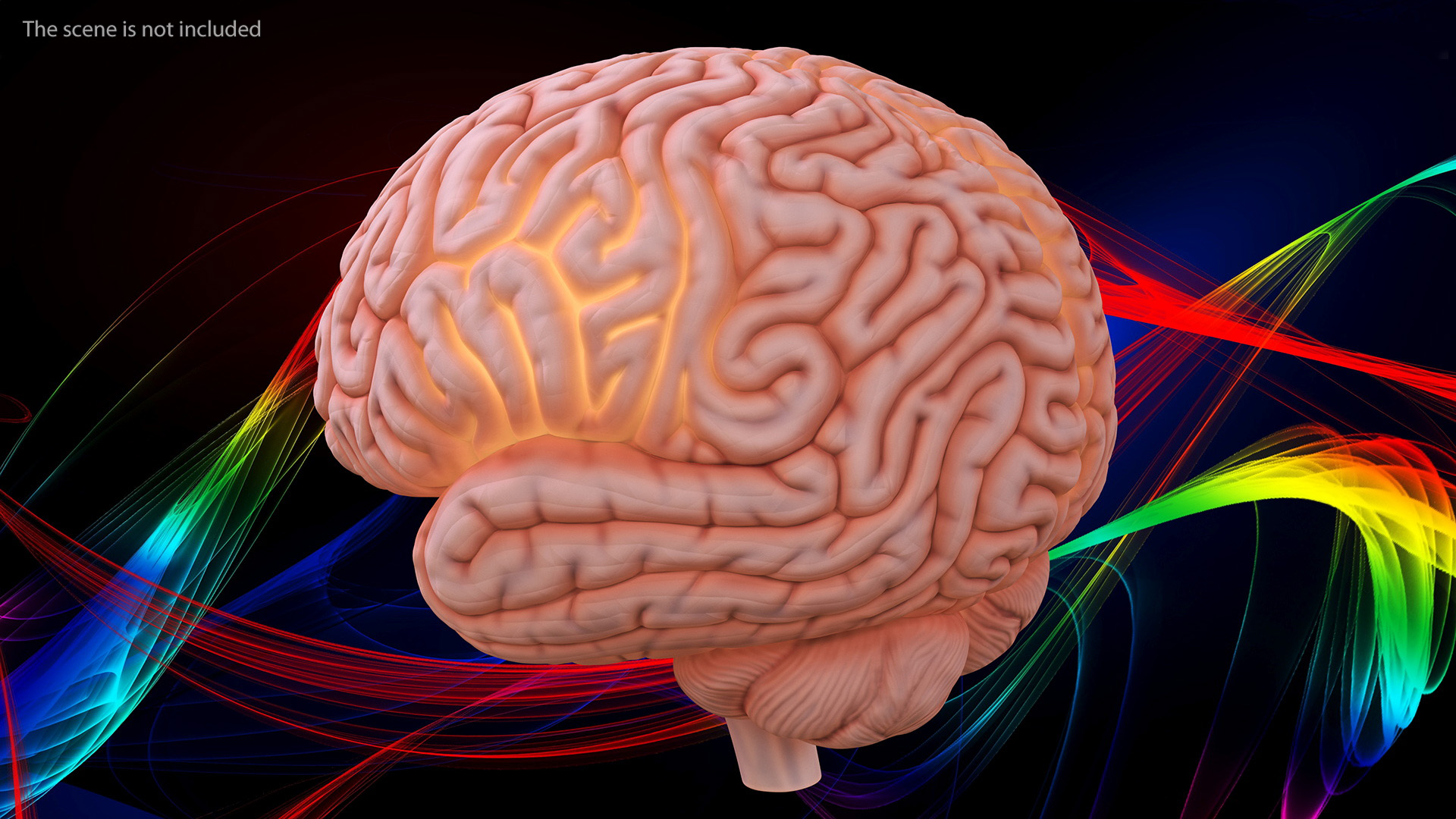 3D Human Brain Plastic Model with Light