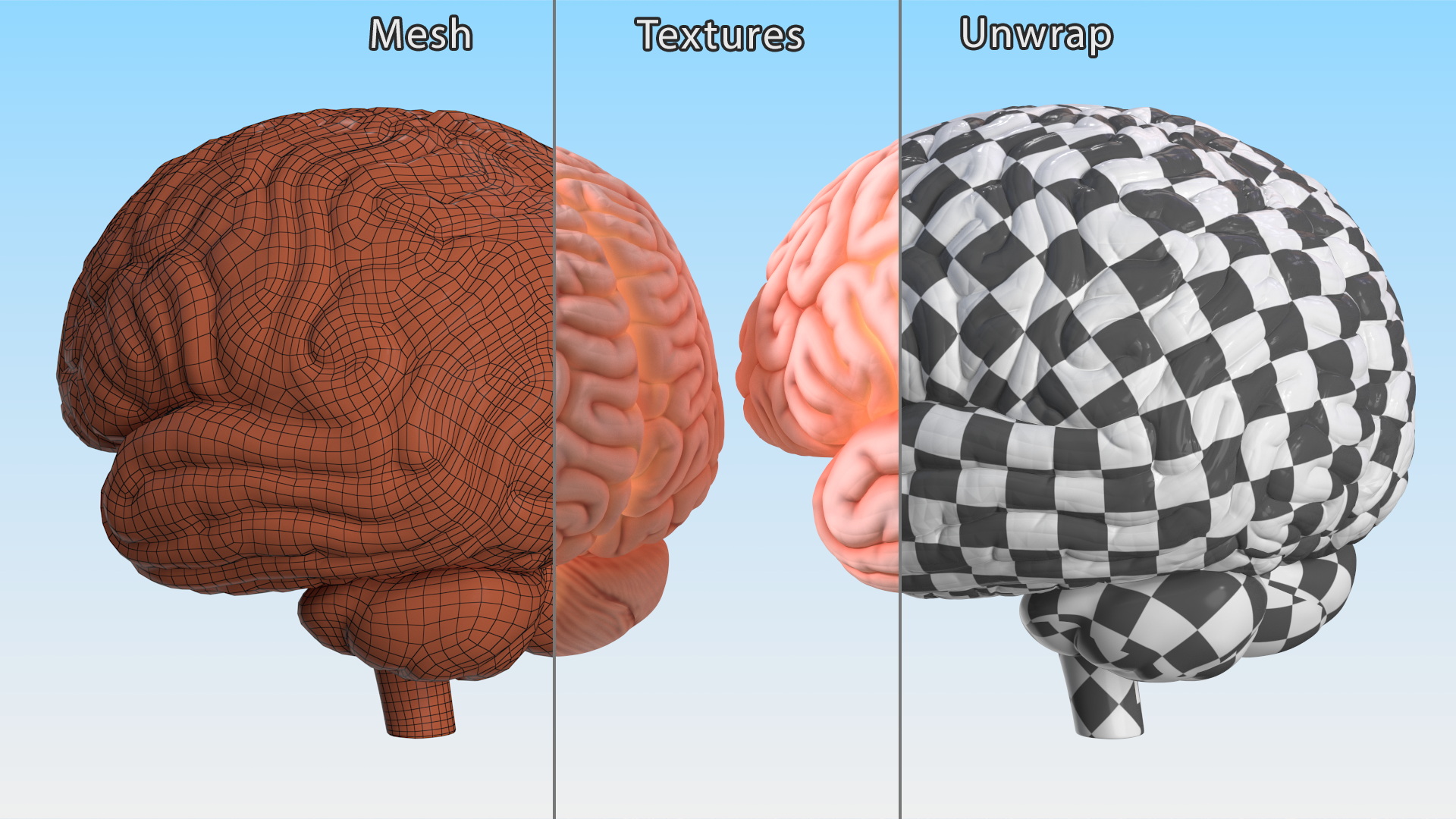 3D Human Brain Plastic Model with Light