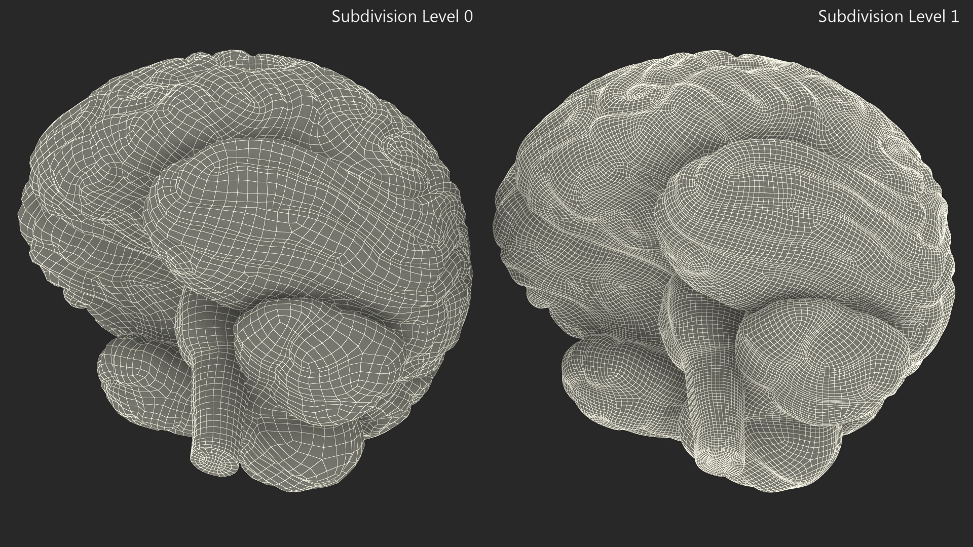 3D Human Brain Plastic Model with Light