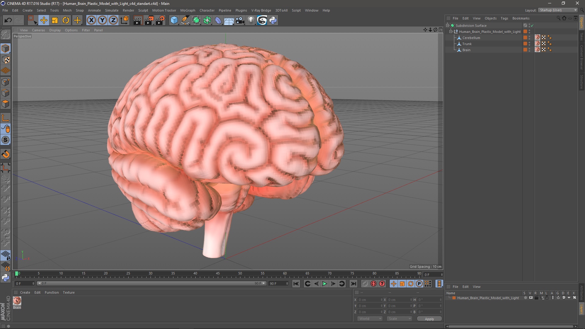3D Human Brain Plastic Model with Light