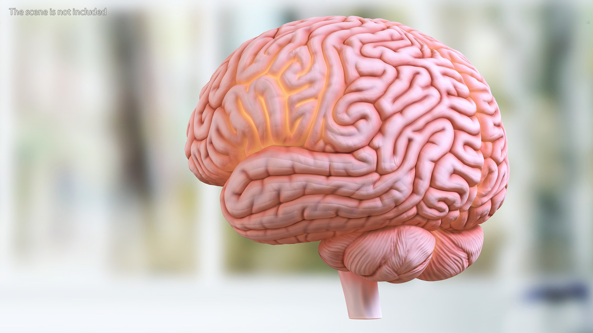 3D Human Brain Plastic Model with Light