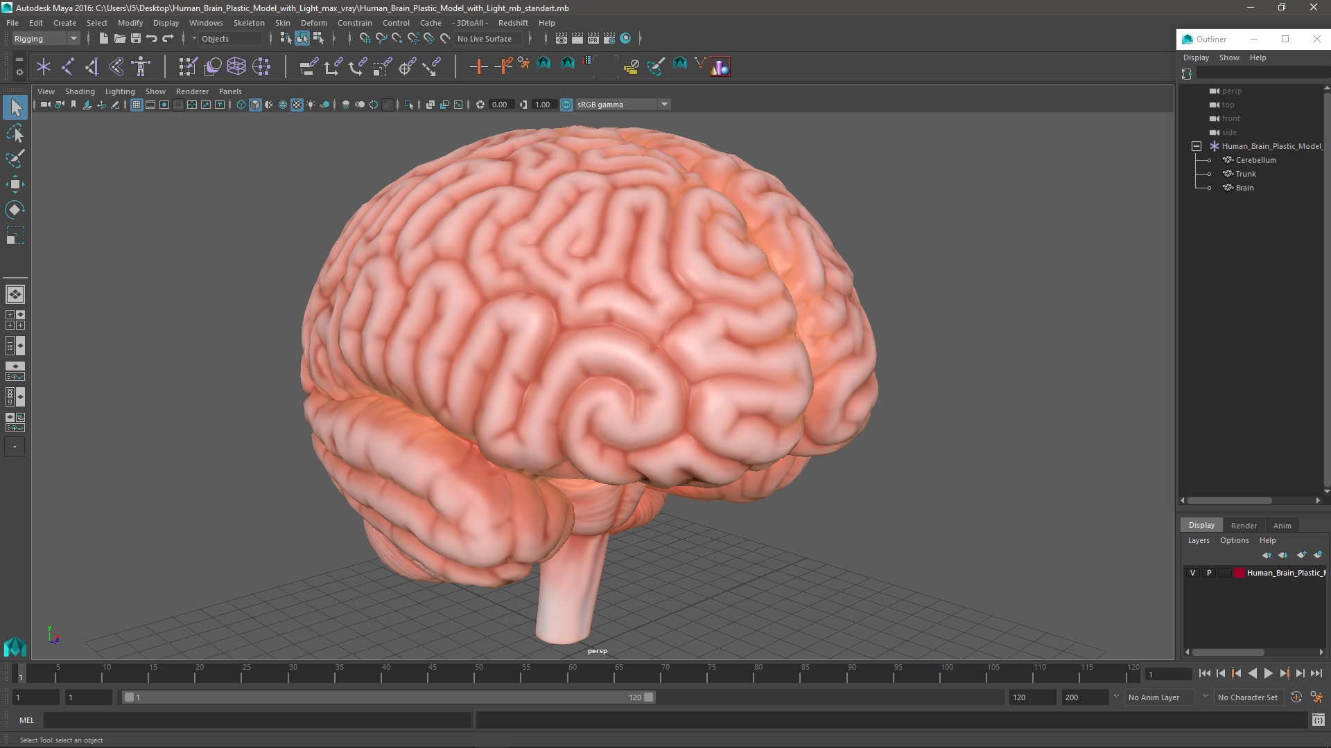 3D Human Brain Plastic Model with Light