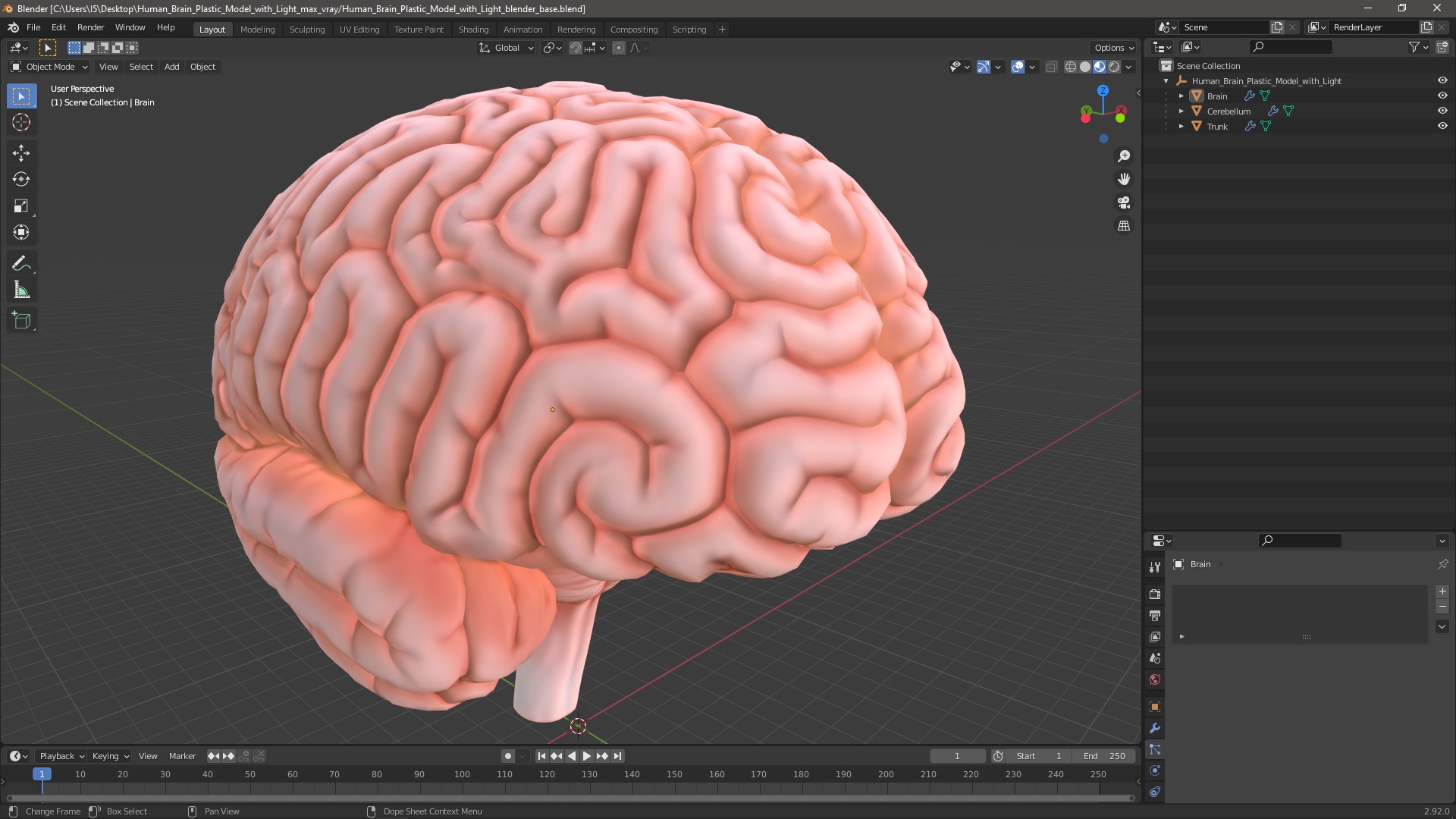 3D Human Brain Plastic Model with Light