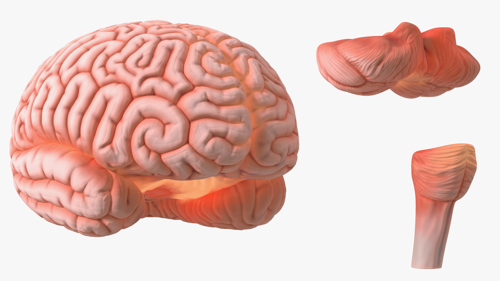 3D Human Brain Plastic Model with Light