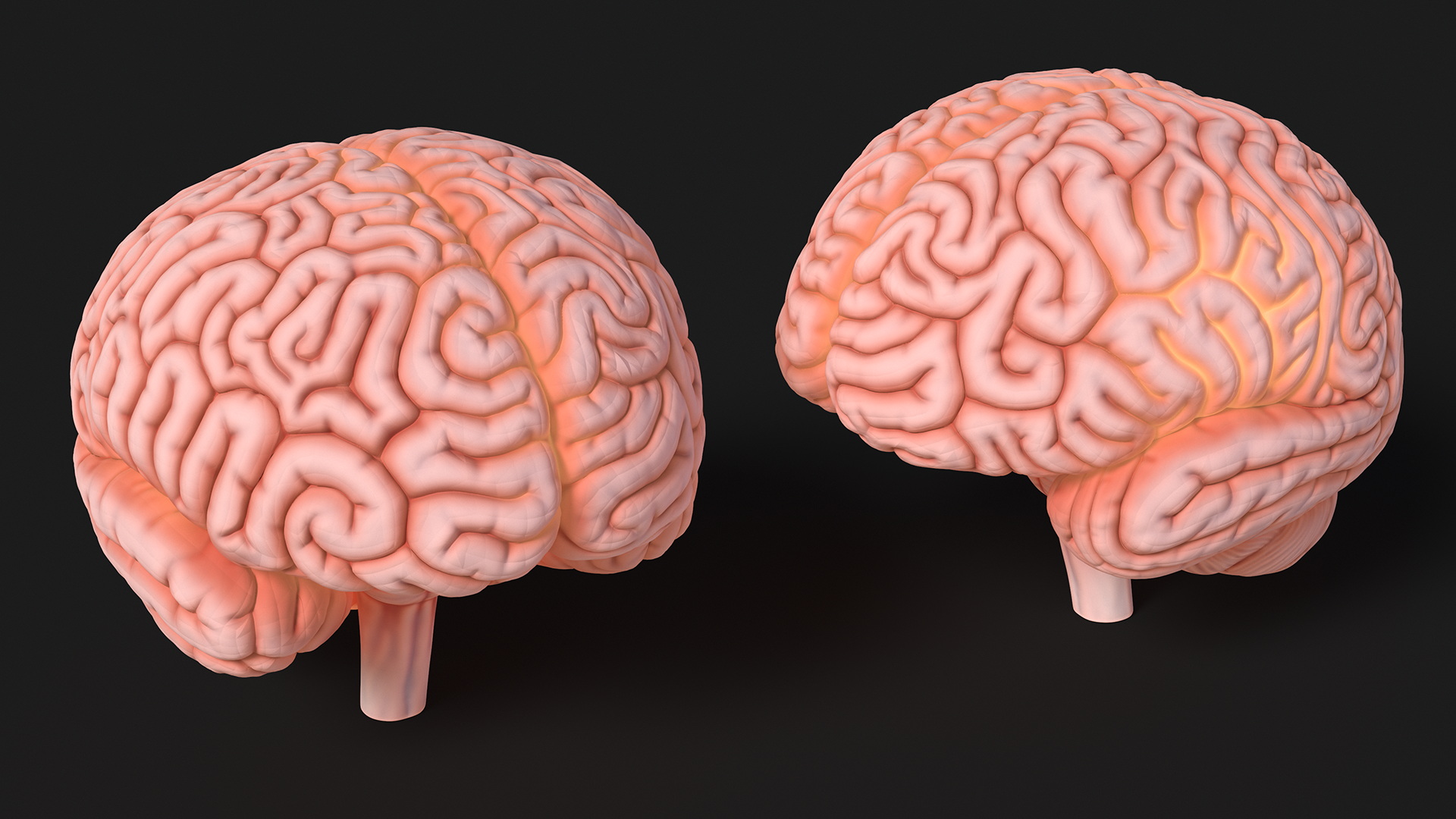 3D Human Brain Plastic Model with Light