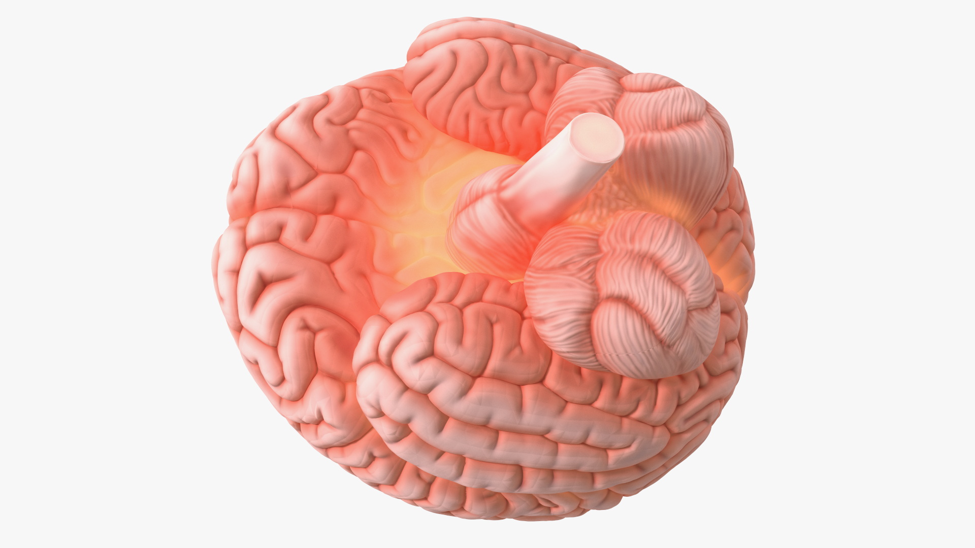 3D Human Brain Plastic Model with Light