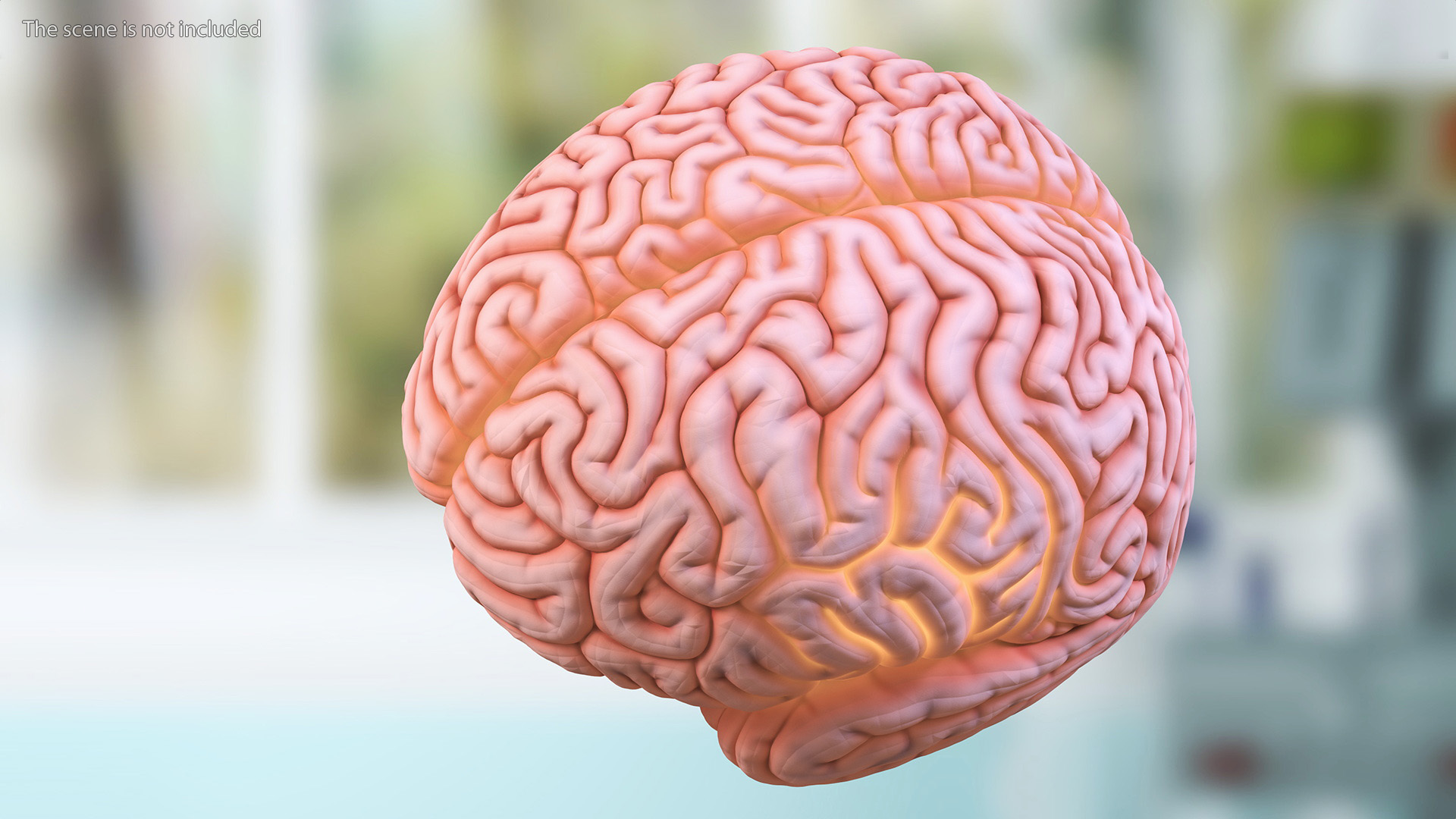 3D Human Brain Plastic Model with Light