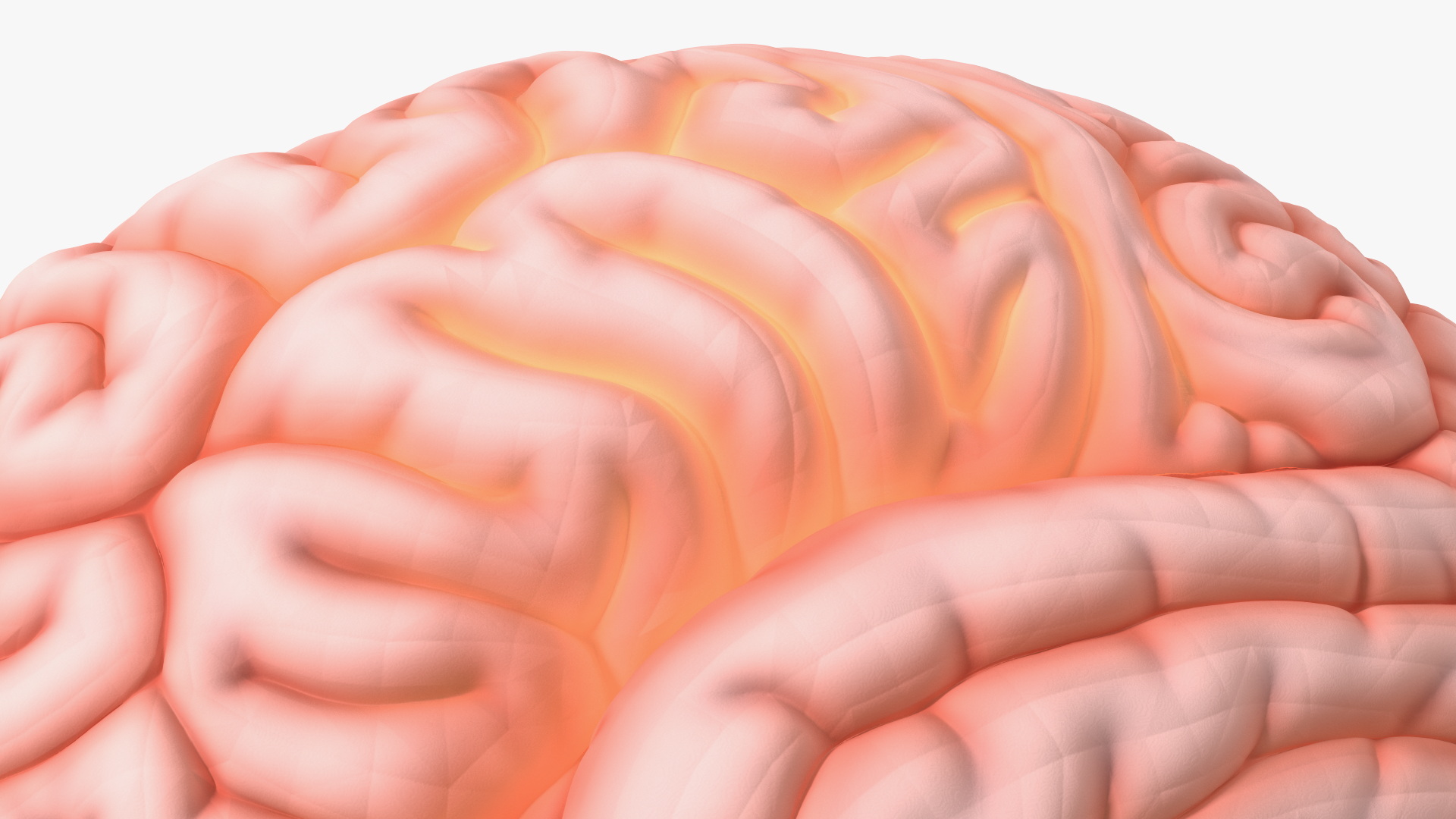 3D Human Brain Plastic Model with Light
