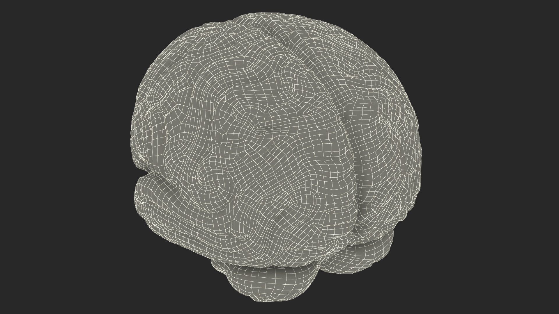 3D Human Brain Plastic Model with Light