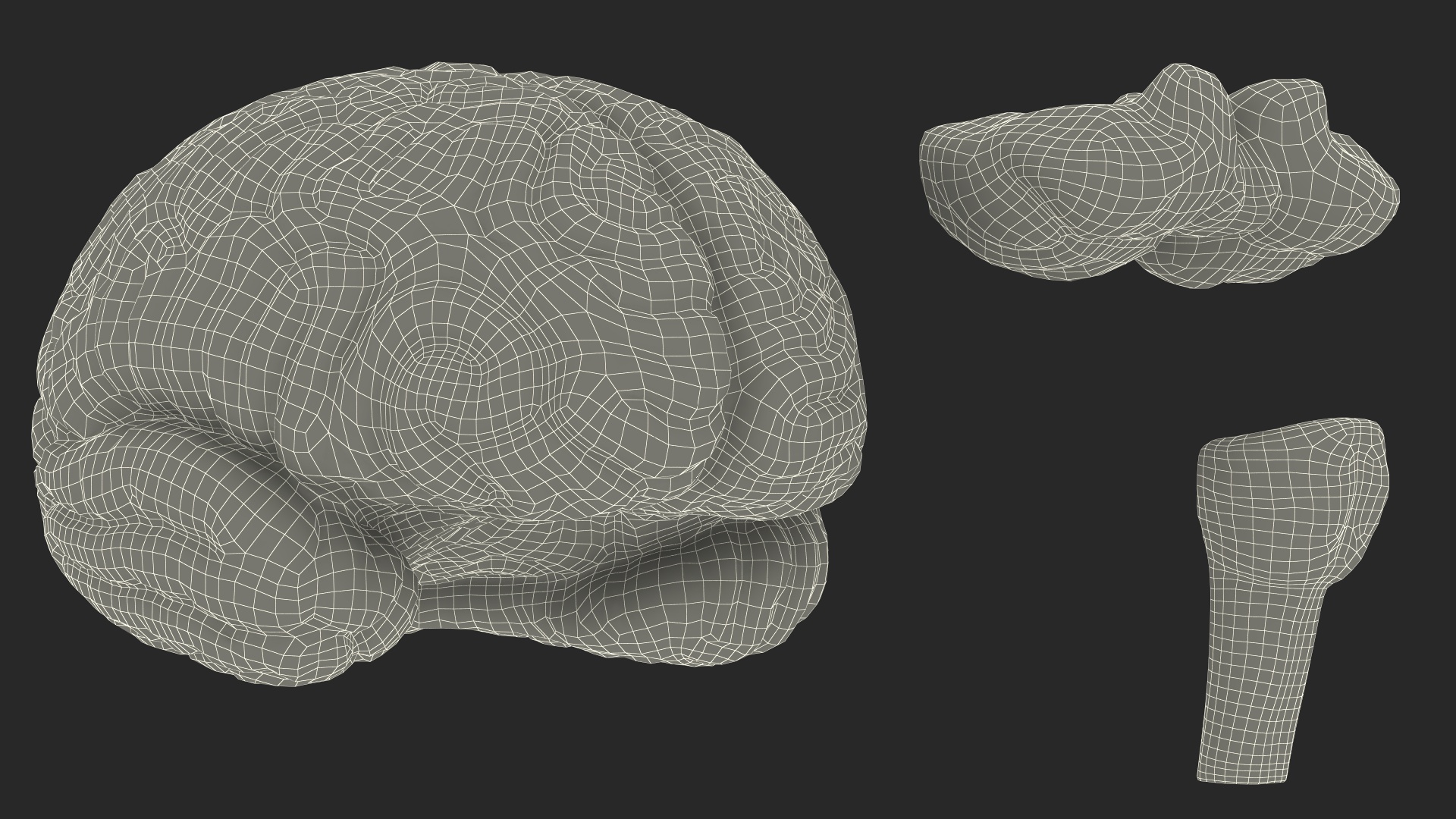 3D Human Brain Plastic Model with Light