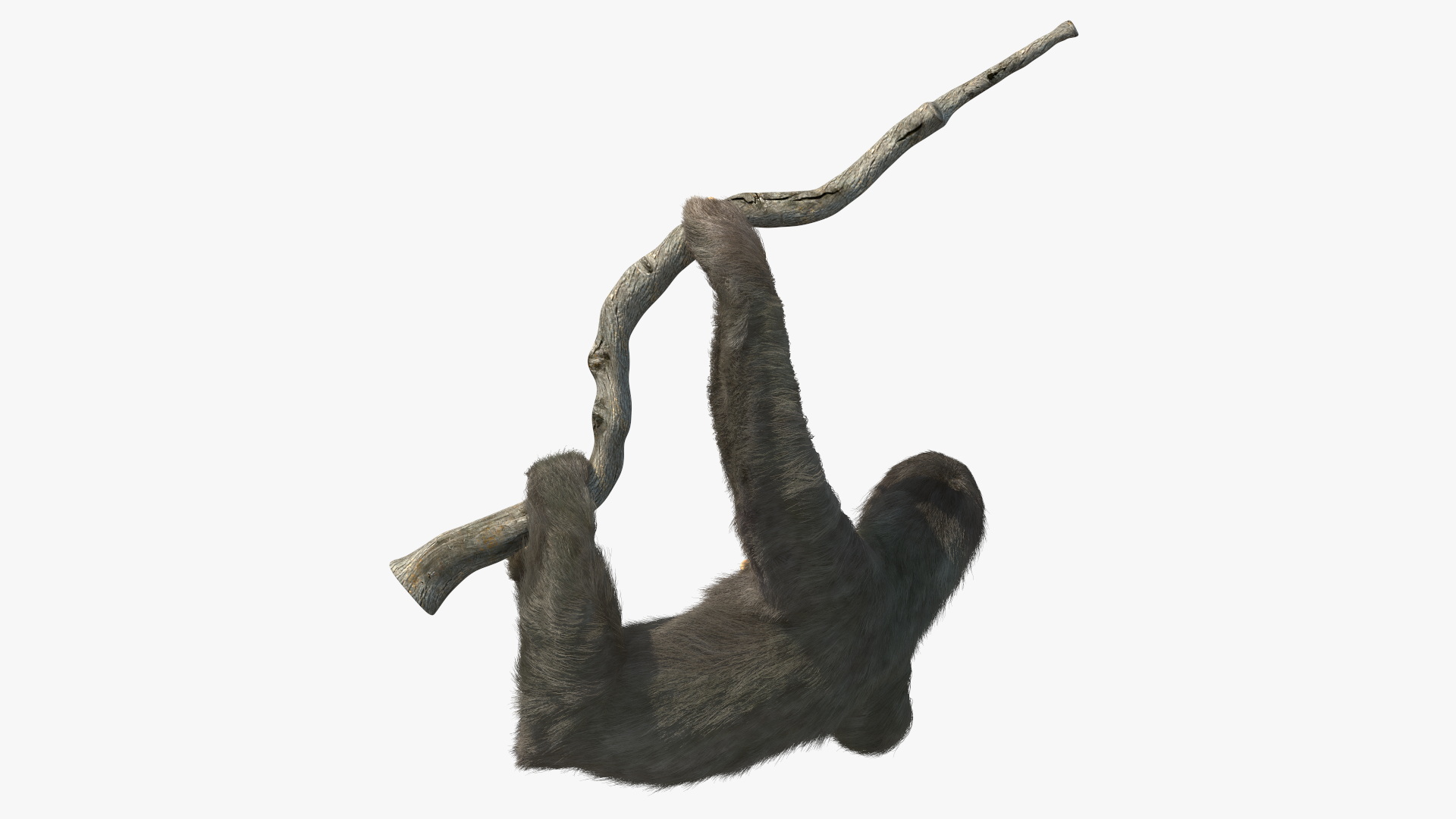 3D Sloth Hanging from a Branch Fur