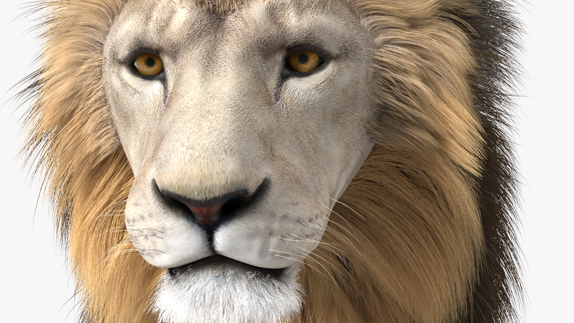3D White Male Lion Fur Rigged