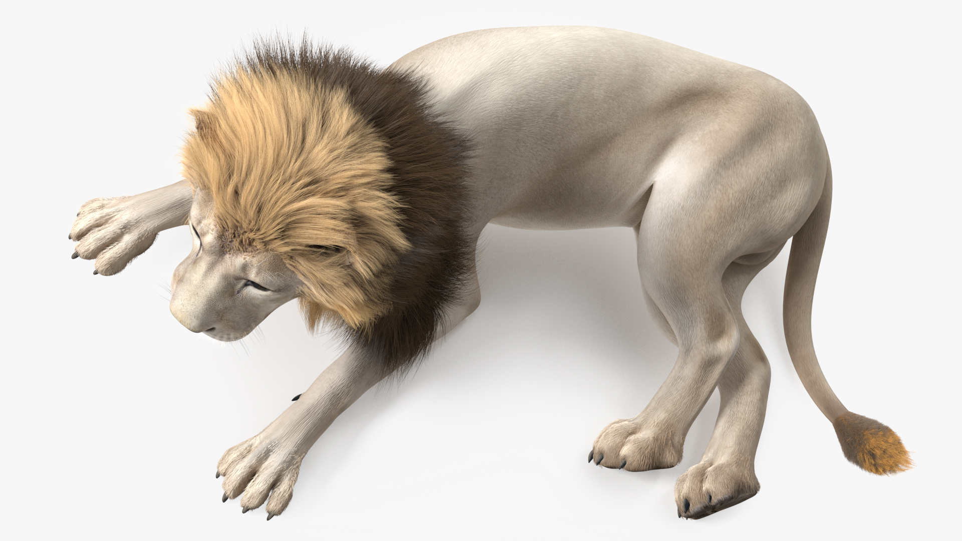 3D White Male Lion Fur Rigged