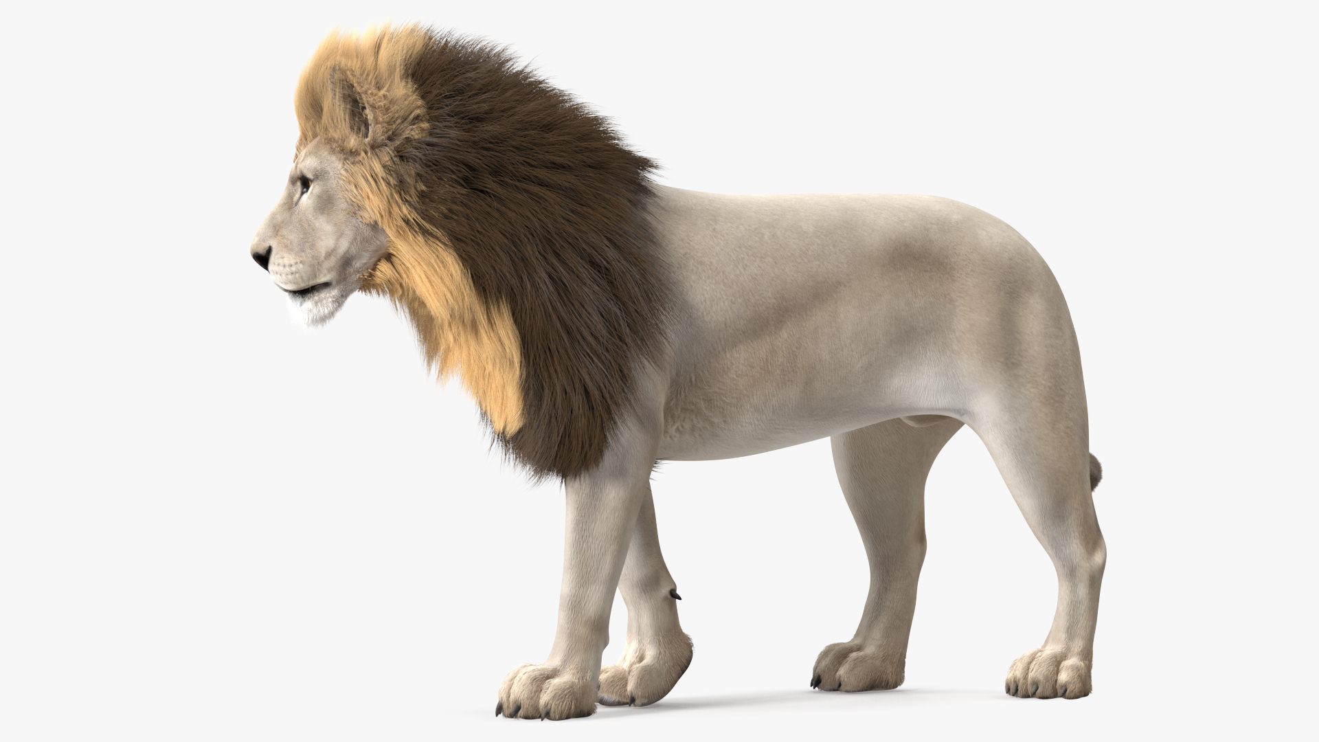 3D White Male Lion Fur Rigged