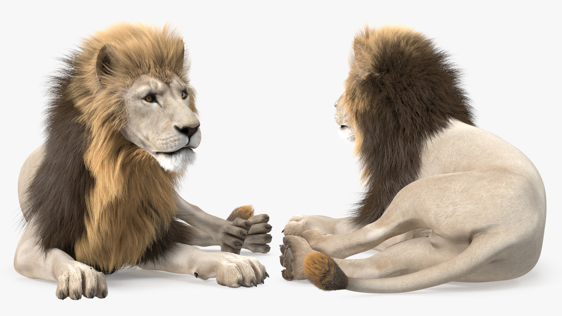 3D White Male Lion Fur Rigged
