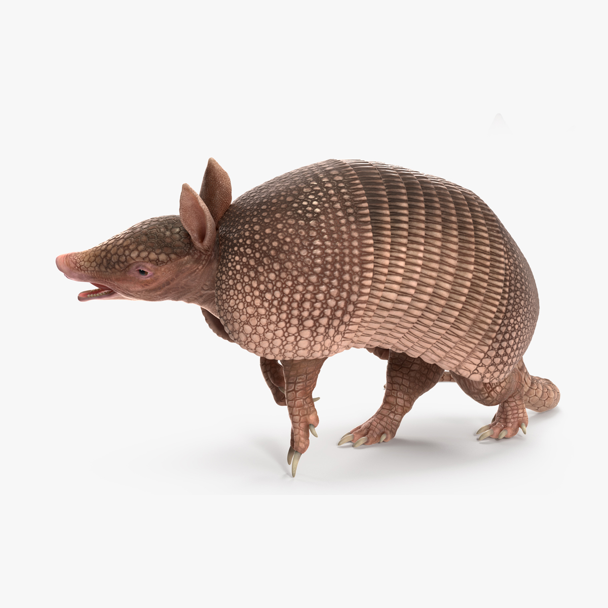 3D model Armadillo Pink Rigged for Cinema 4D