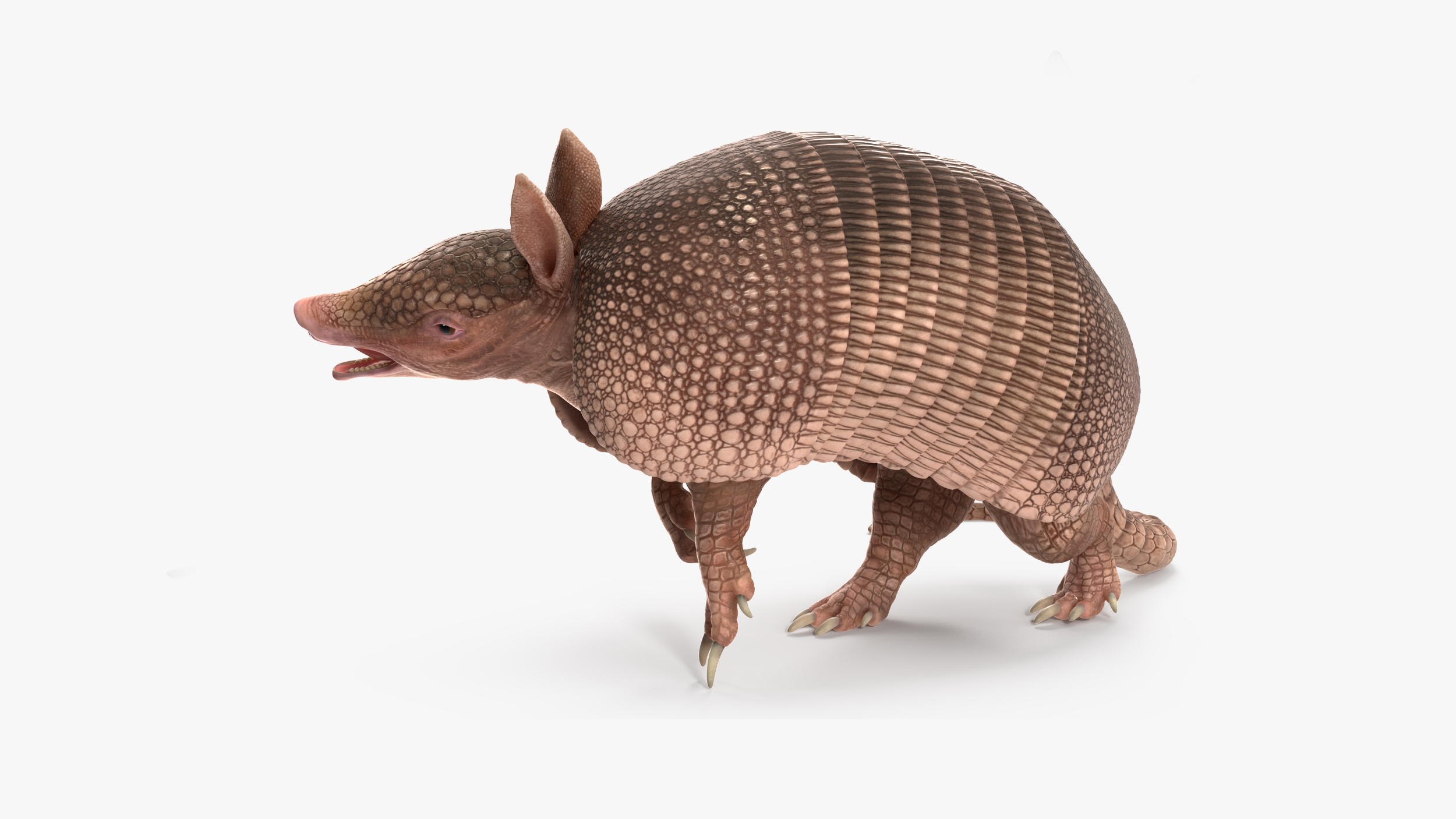 3D model Armadillo Pink Rigged for Cinema 4D