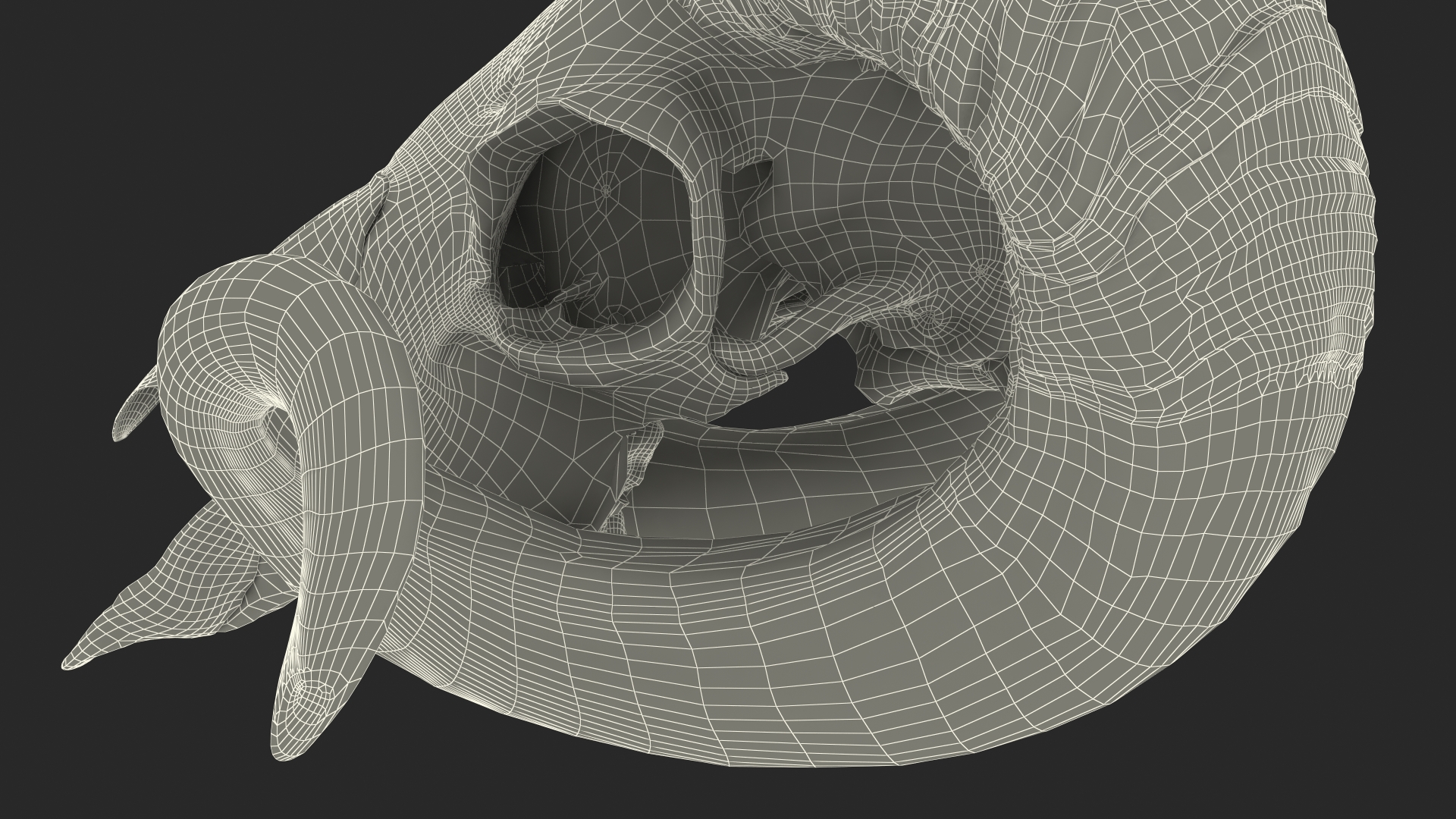 3D Animal Ram Skull with Nose Bone