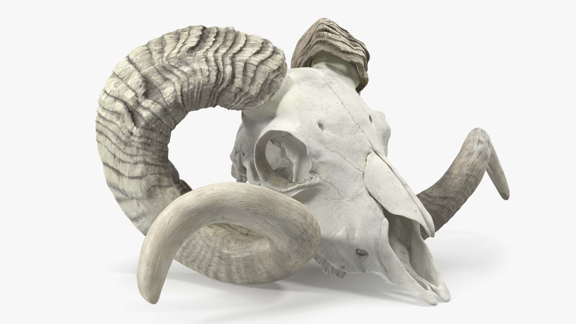 3D Animal Ram Skull with Nose Bone