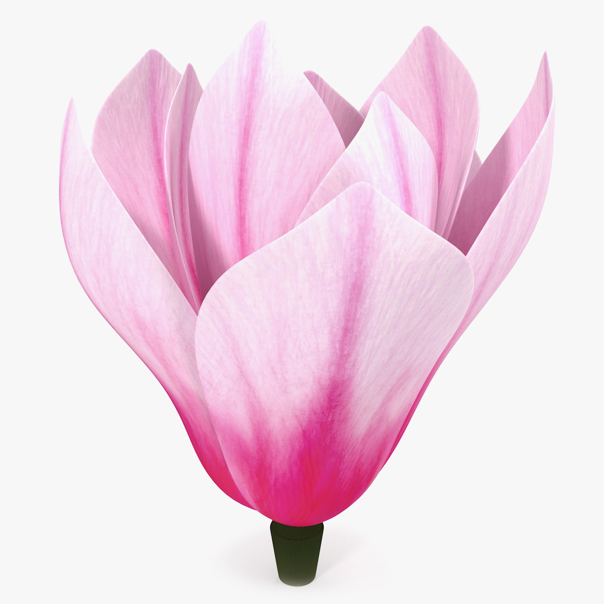 Magnolia Flower 3D Model