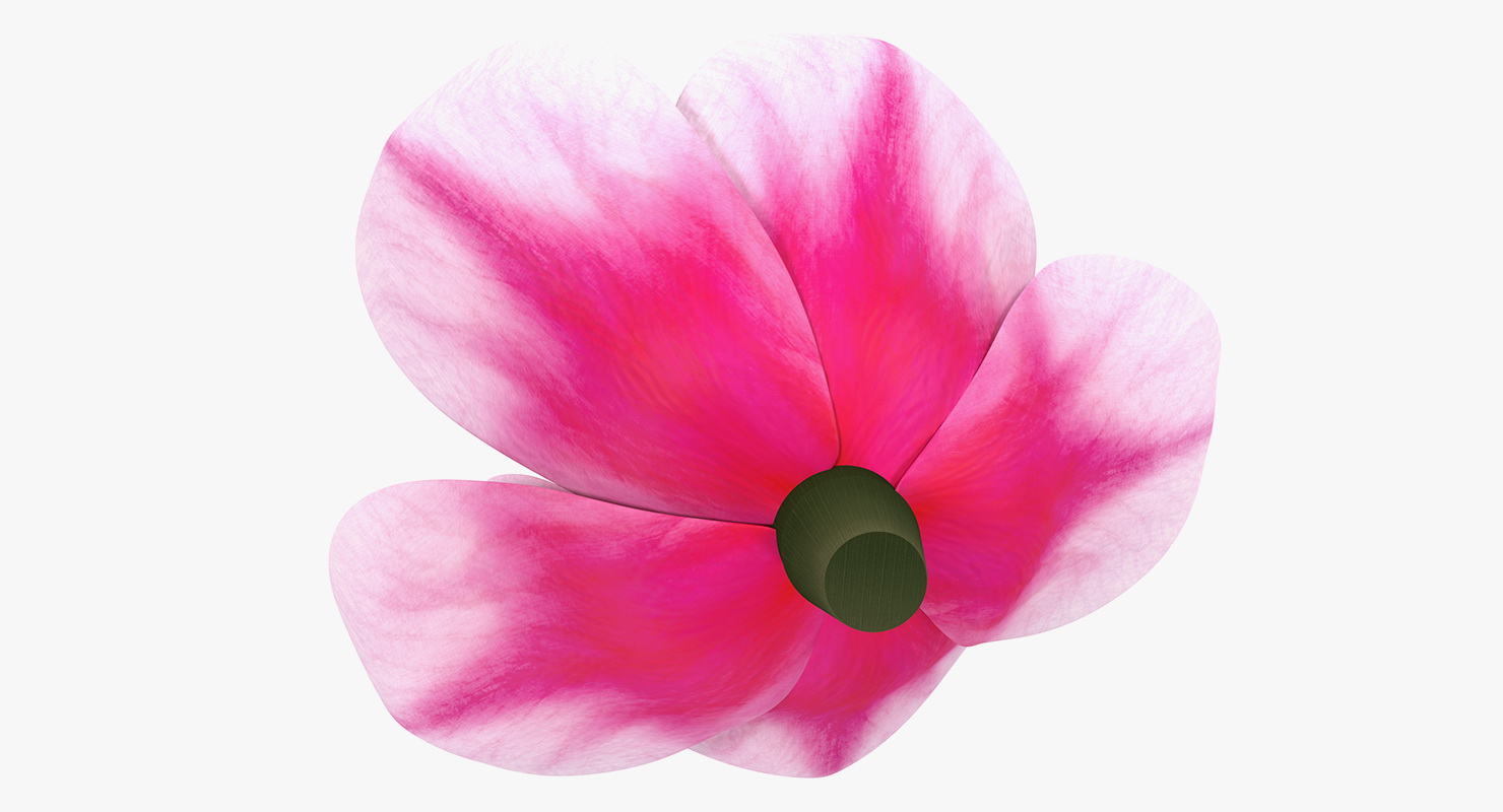 3D model Magnolia Flower
