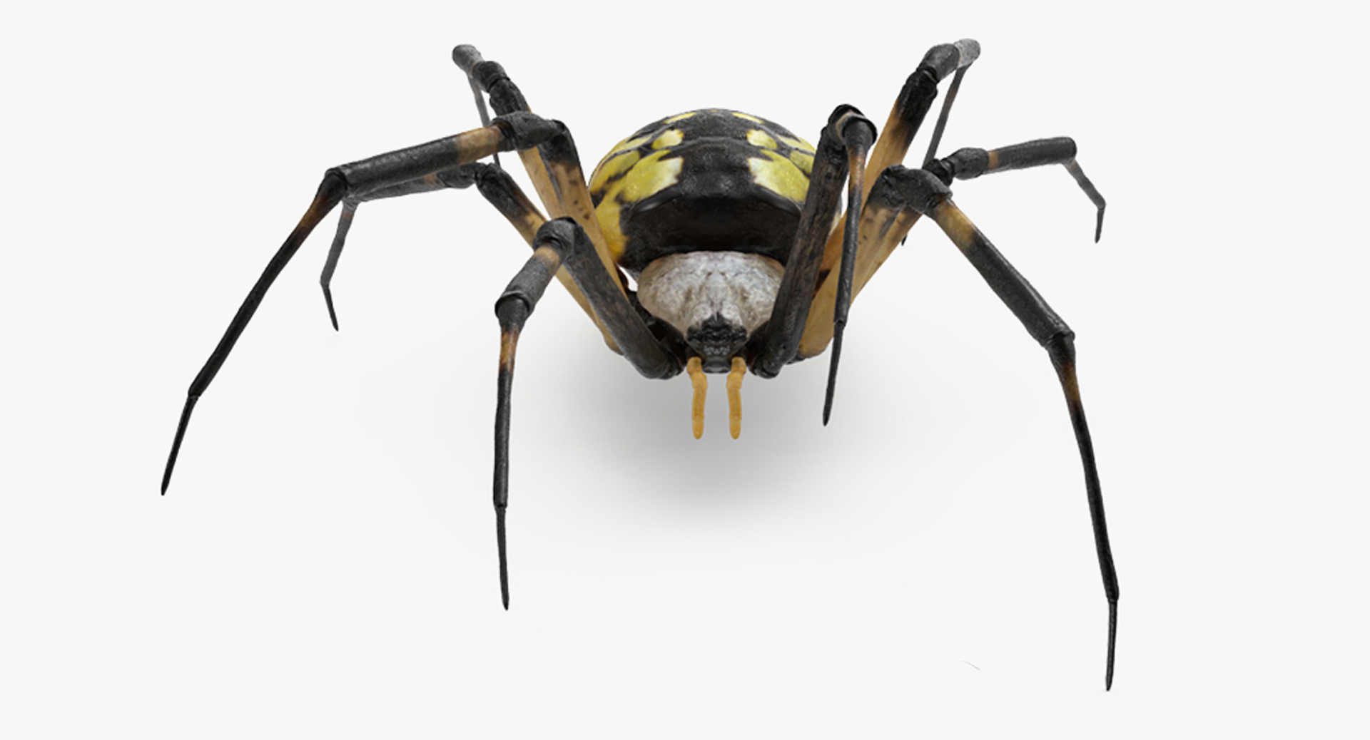 3D Argiope Aurantia or Yellow Garden Spider Rigged for Modo
