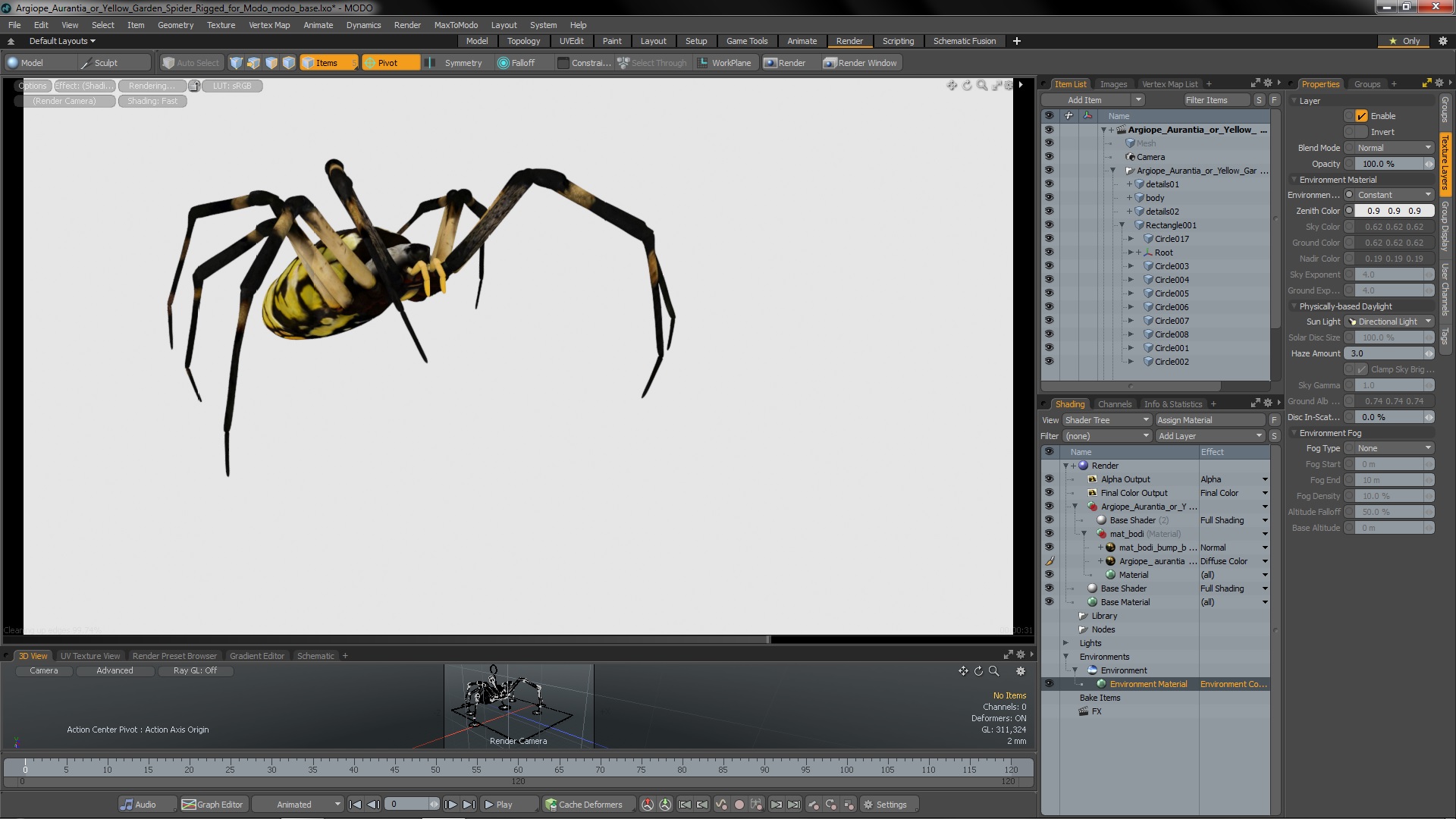 3D Argiope Aurantia or Yellow Garden Spider Rigged for Modo