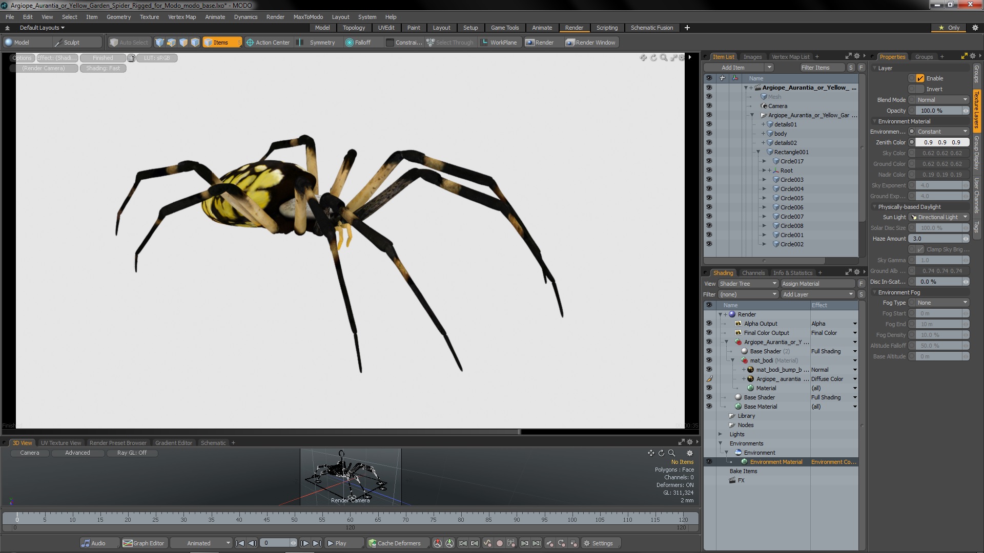 3D Argiope Aurantia or Yellow Garden Spider Rigged for Modo