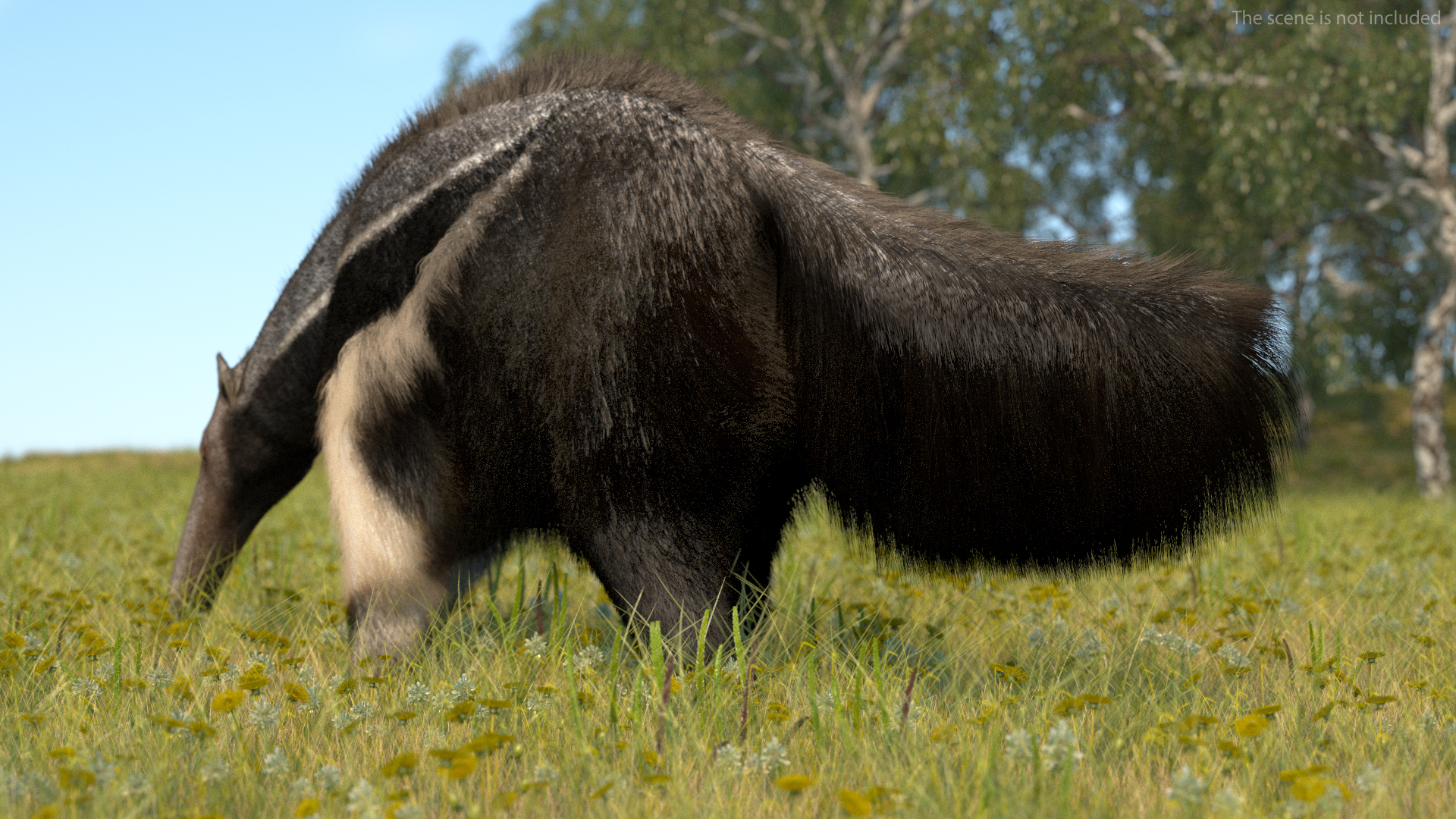 3D model Anteater Walking Pose Fur