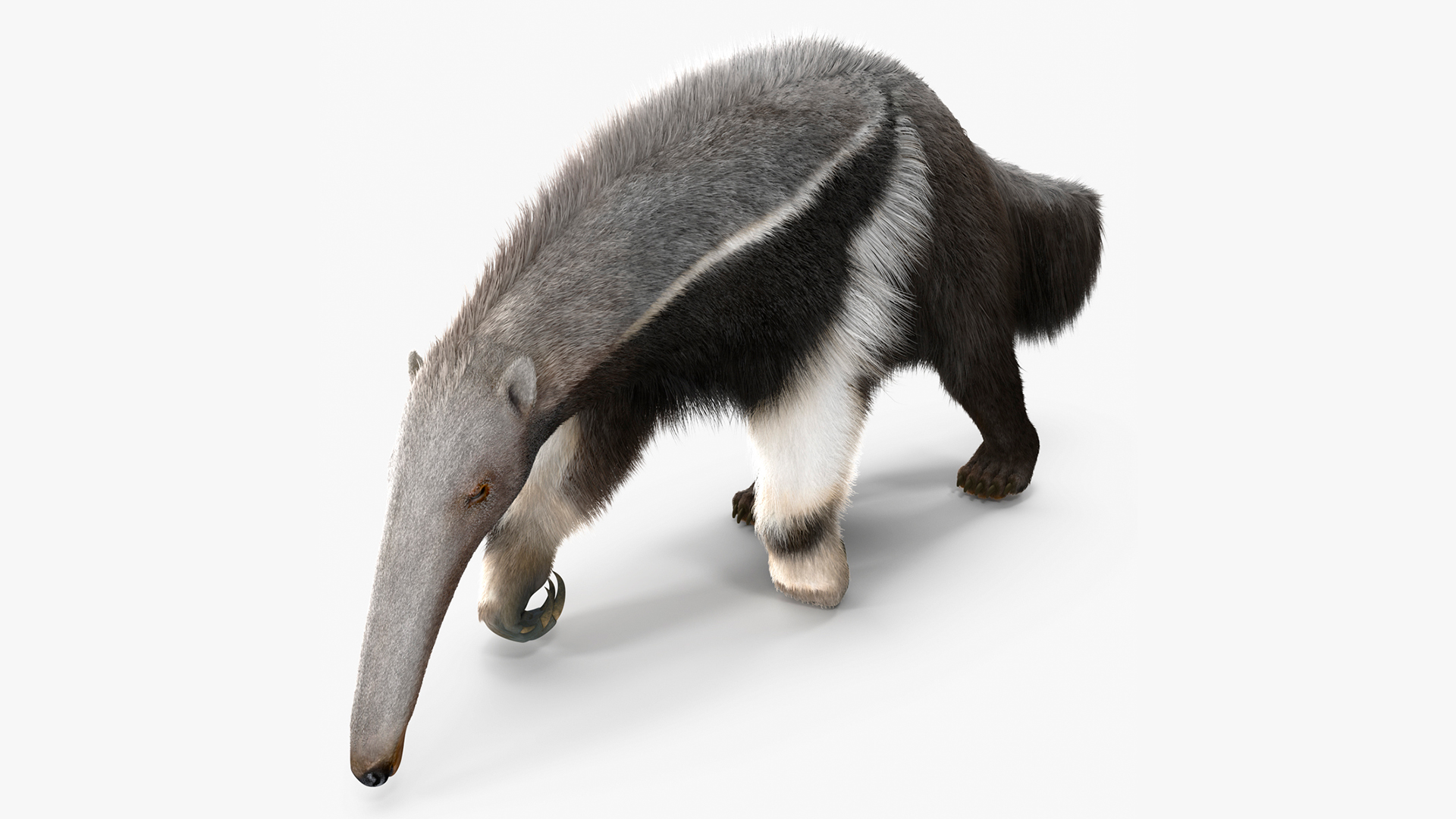 3D model Anteater Walking Pose Fur