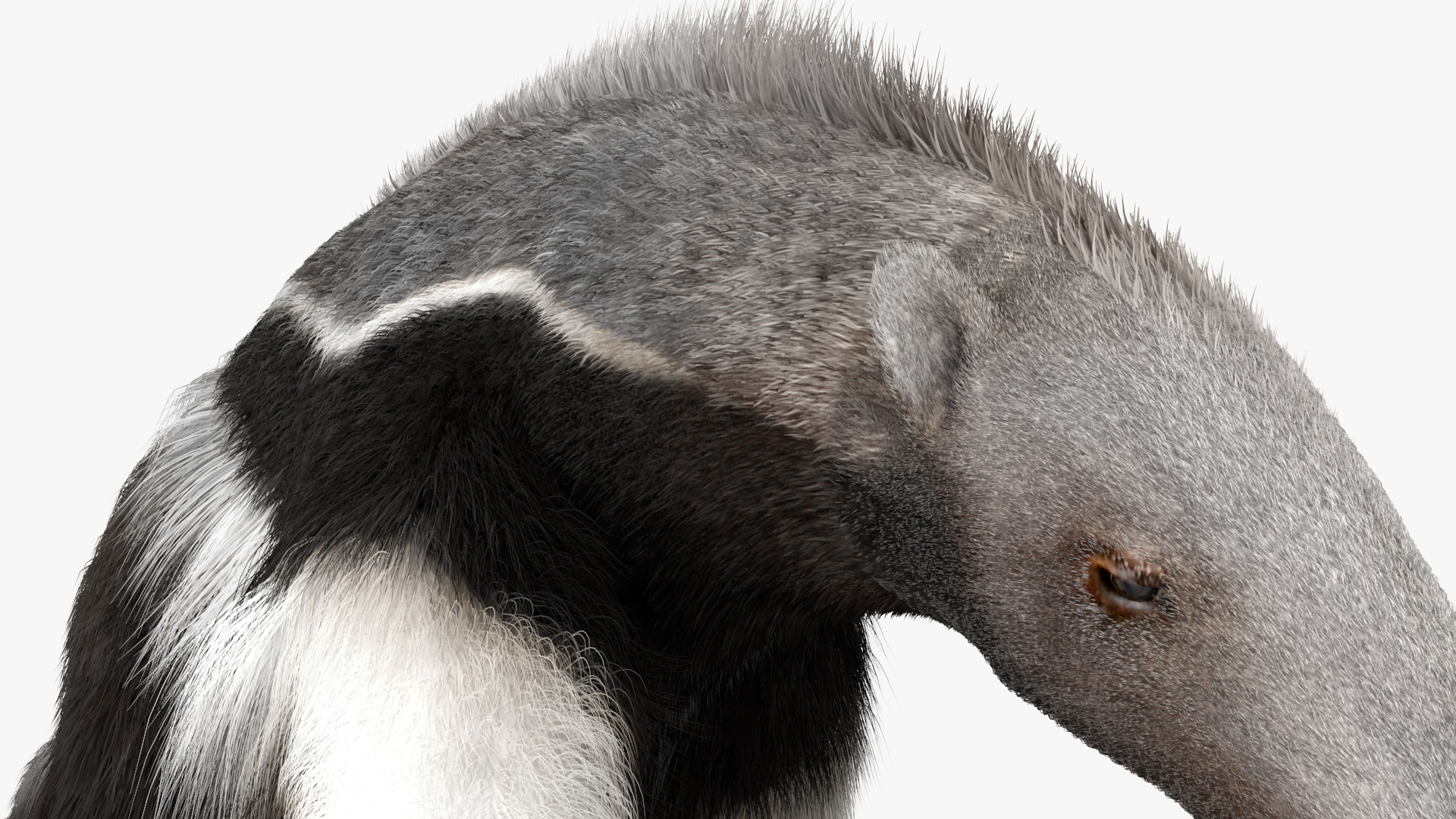 3D model Anteater Walking Pose Fur