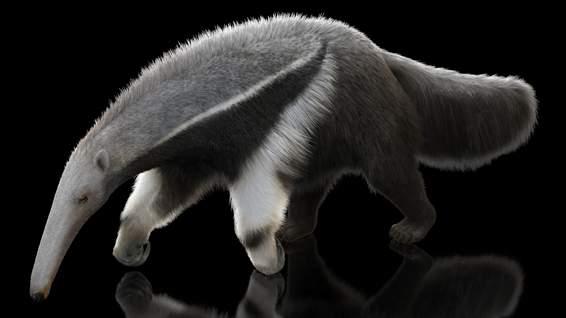 3D model Anteater Walking Pose Fur