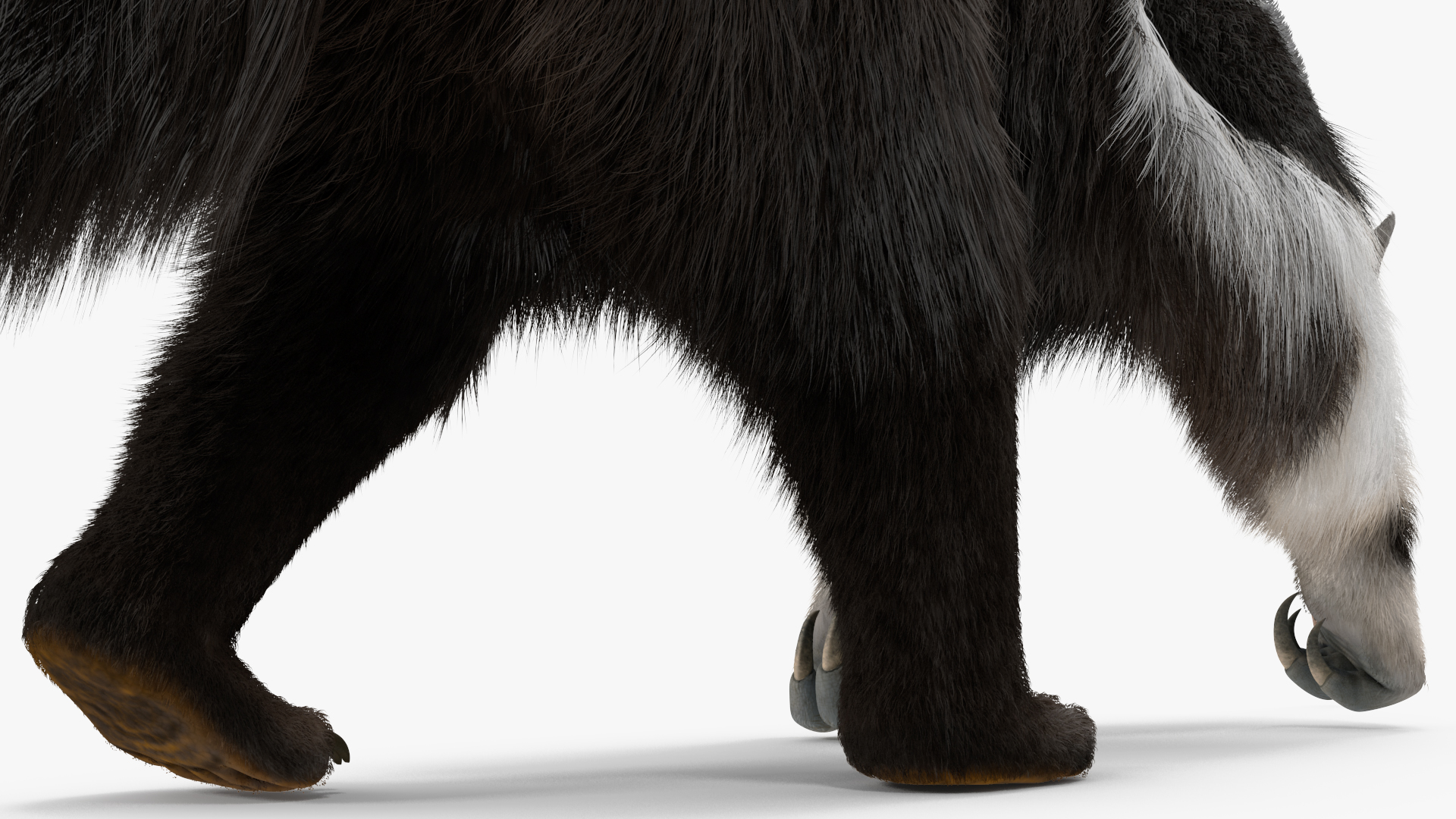 3D model Anteater Walking Pose Fur
