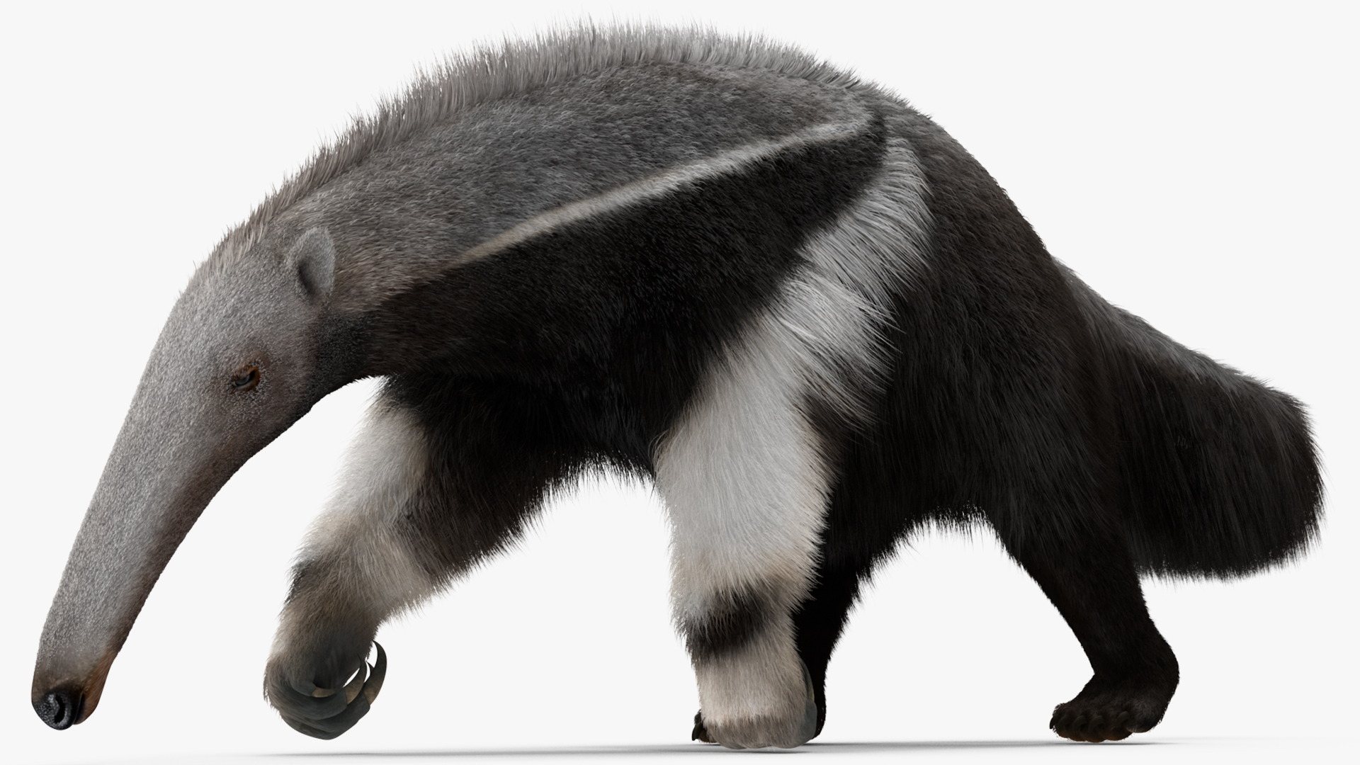 3D model Anteater Walking Pose Fur