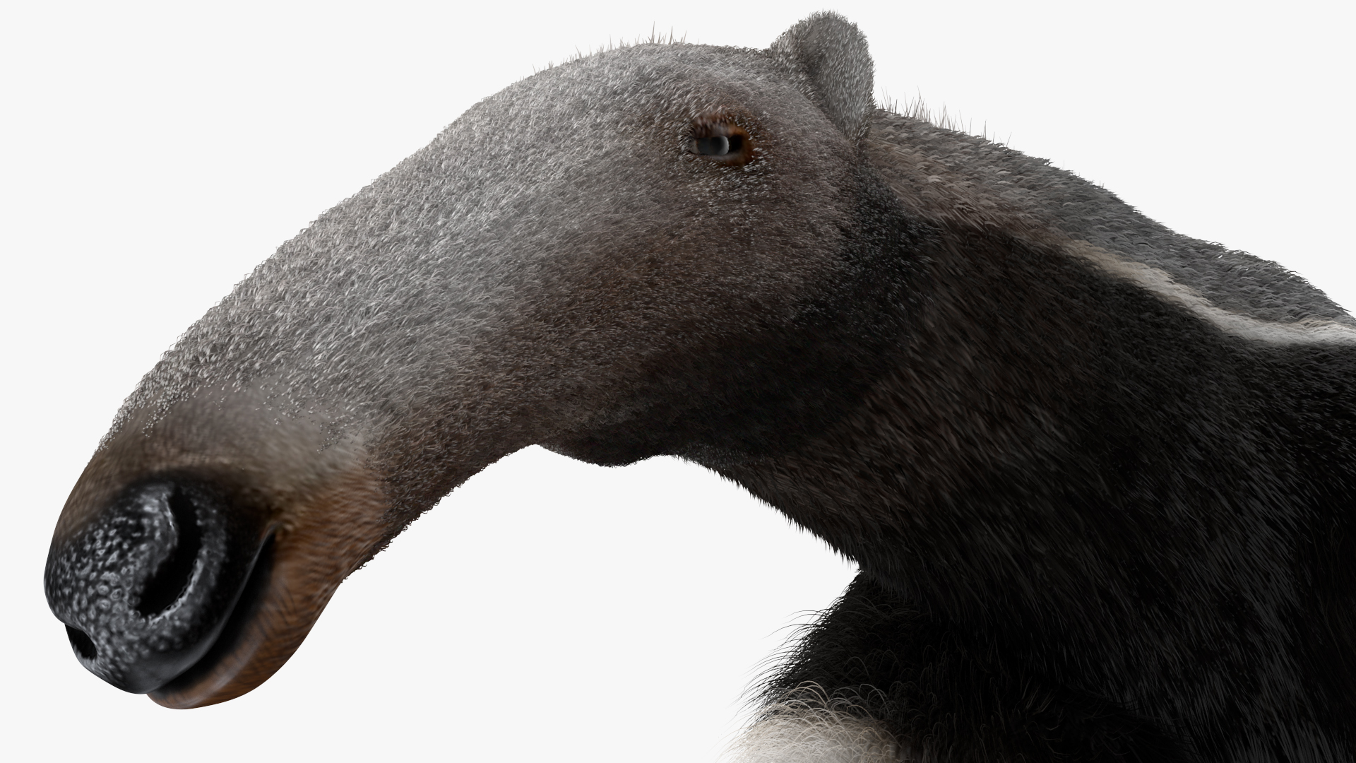 3D model Anteater Walking Pose Fur
