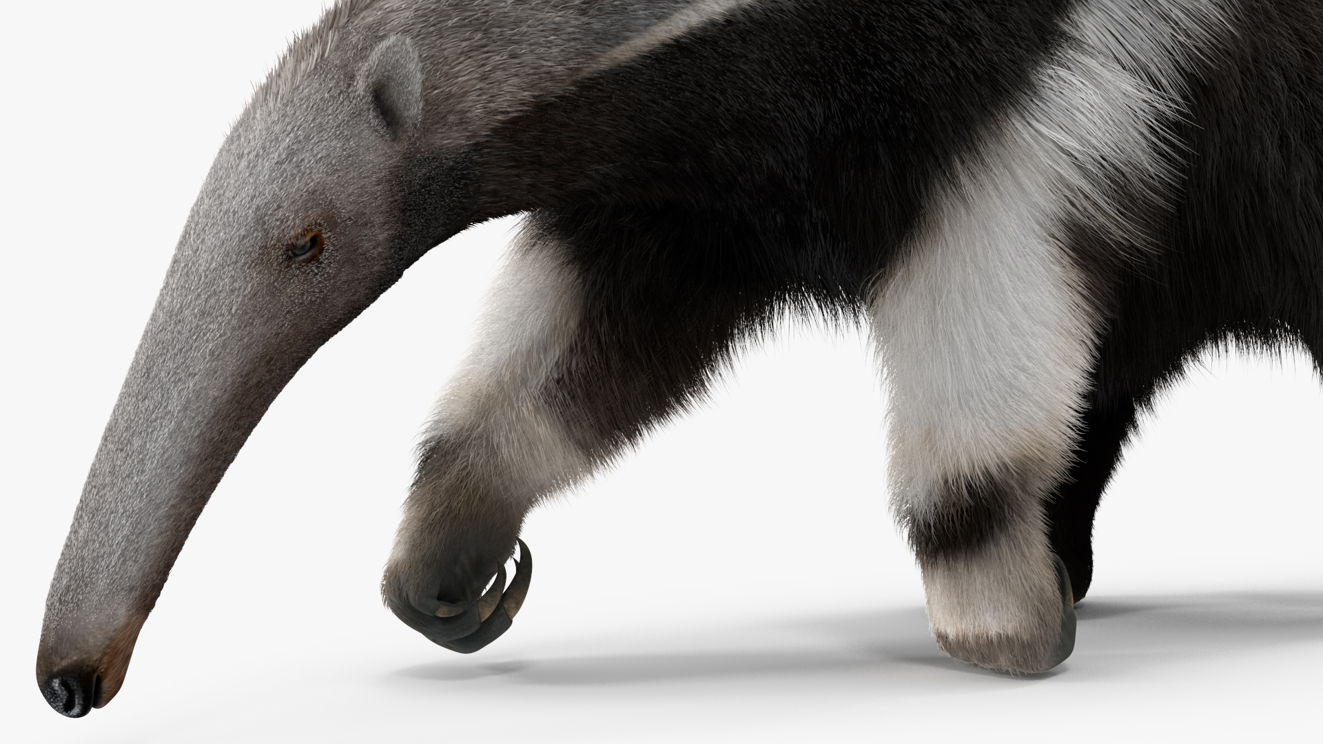 3D model Anteater Walking Pose Fur