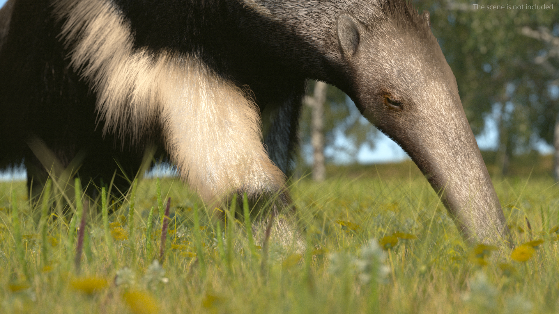 3D model Anteater Walking Pose Fur