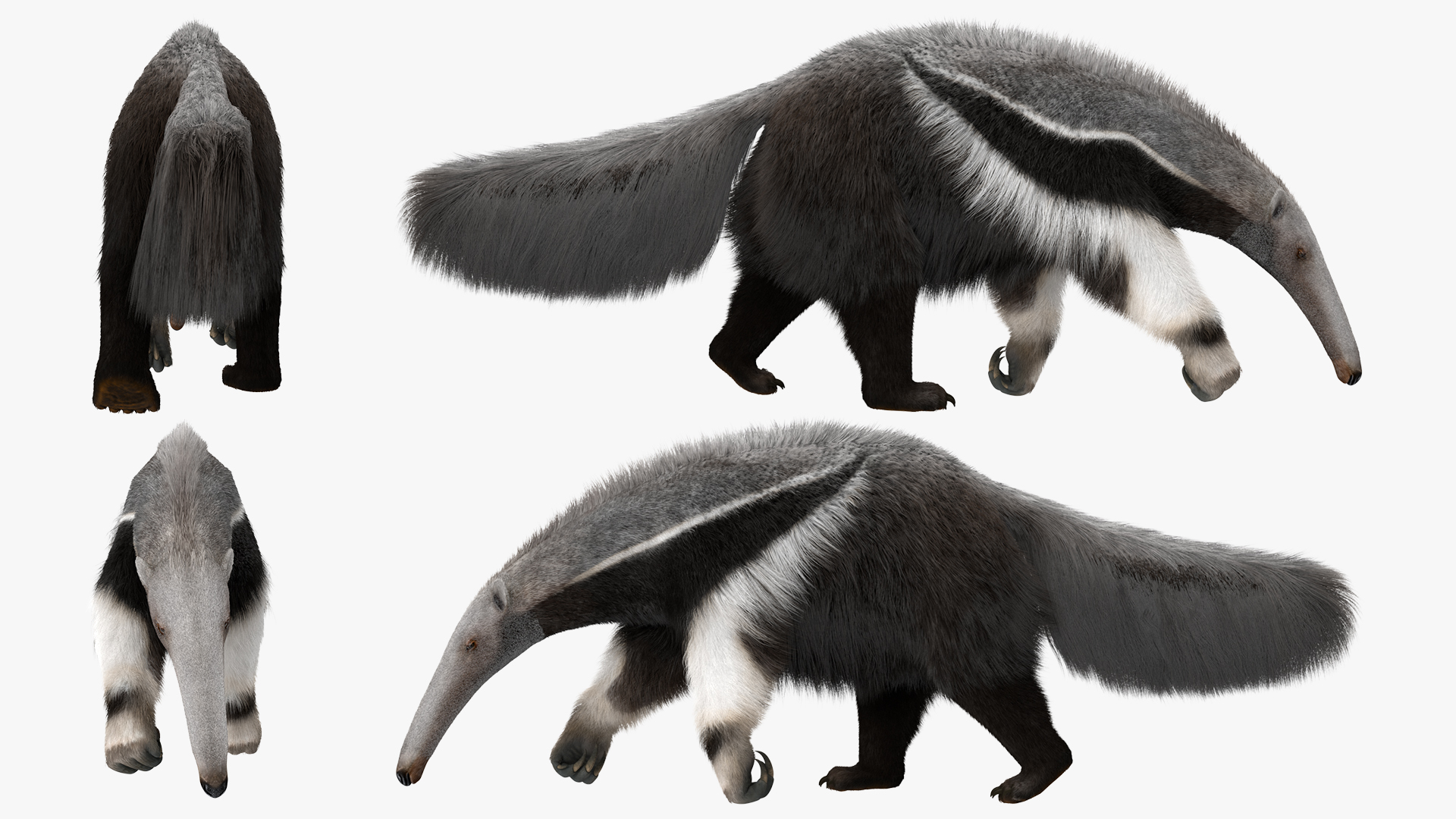 3D model Anteater Walking Pose Fur