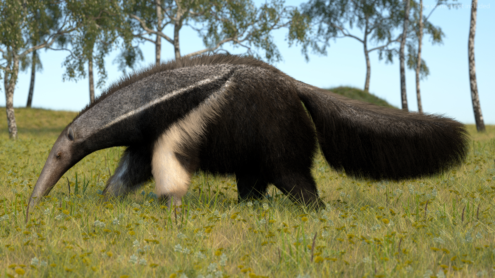 3D model Anteater Walking Pose Fur