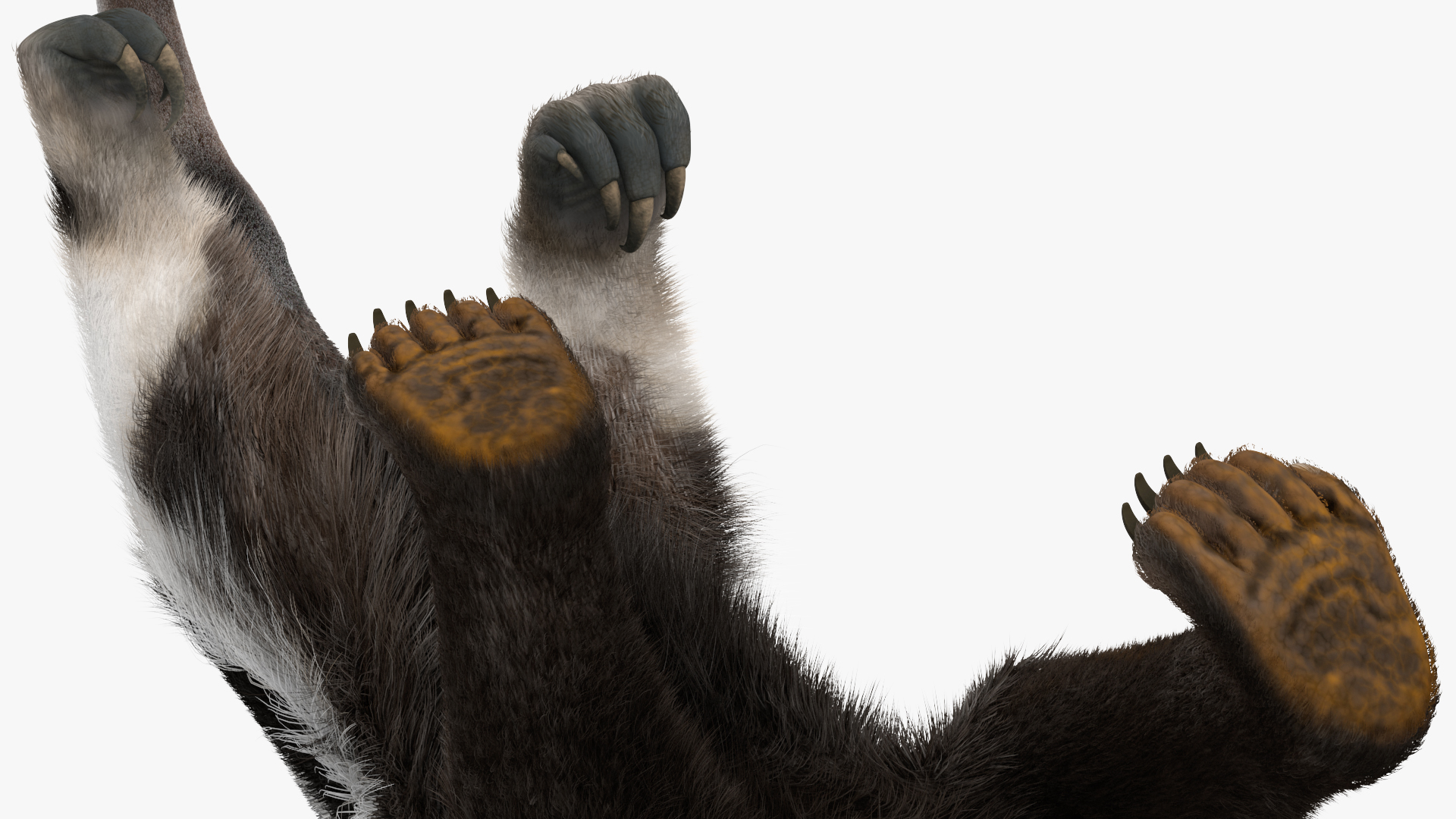 3D model Anteater Walking Pose Fur